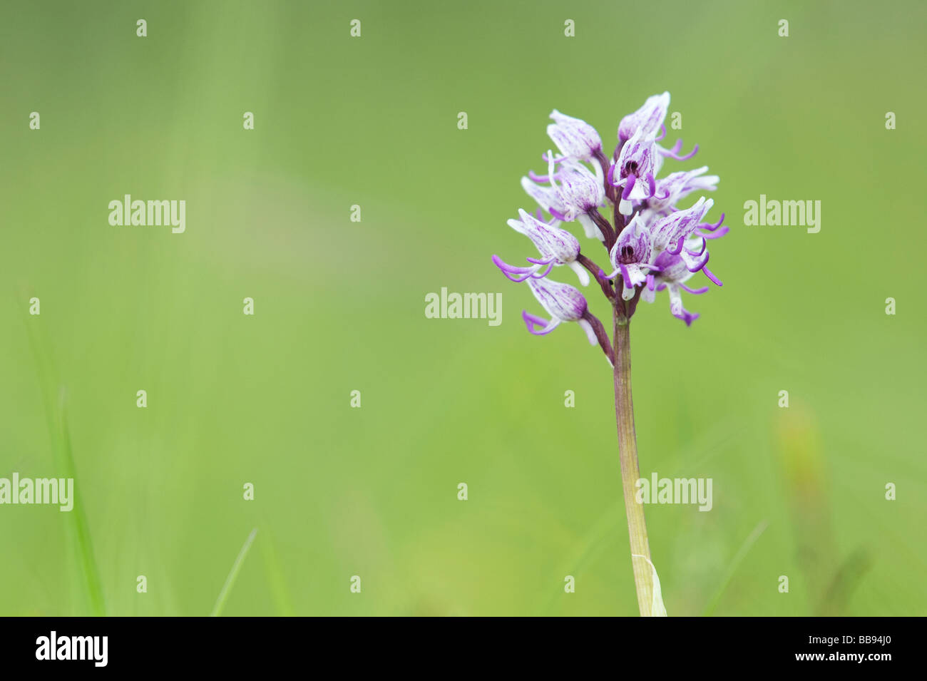 Orchis Simia. Affe Orchidee blüht in der englischen Landschaft. Hartslock Naturschutzgebiet, Göring am Thames, Oxfordshire, England Stockfoto