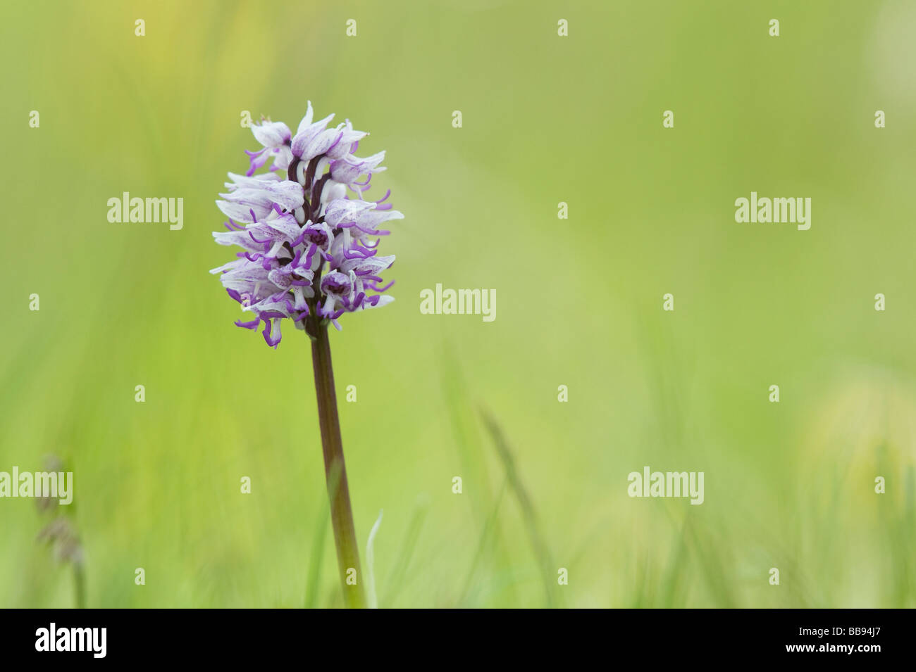 Orchis Simia. Affe Orchidee blüht in der englischen Landschaft. Hartslock Naturschutzgebiet, Göring am Thames, Oxfordshire, England Stockfoto