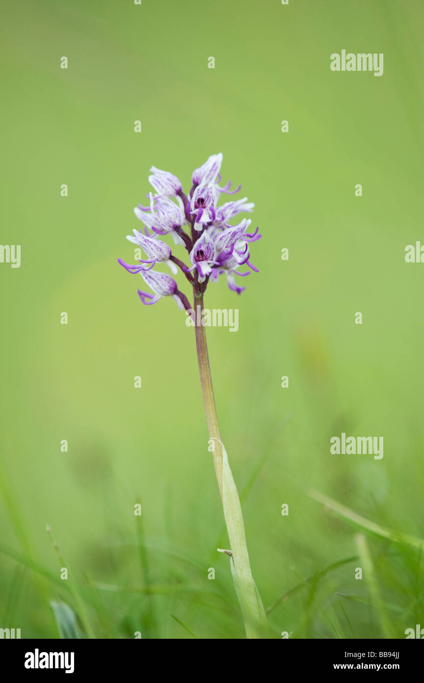 Orchis Simia. Affe Orchidee blüht in der englischen Landschaft. Hartslock Naturschutzgebiet, Göring am Thames, Oxfordshire, England Stockfoto