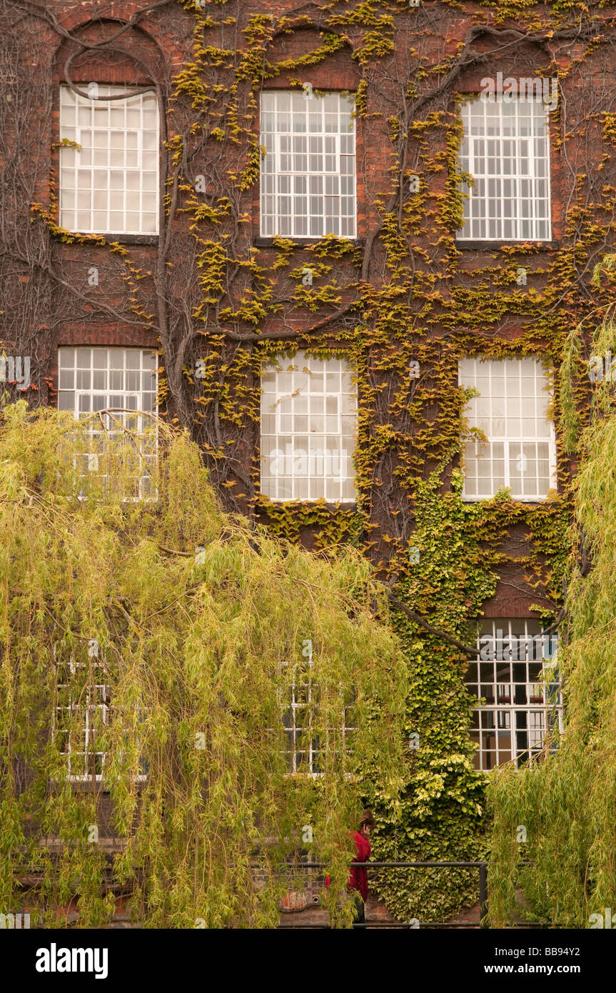 Imposante strenge Windows viktorianischen weißen Efeu klammerte sich an Außenwand einer alten Mühle Stockfoto