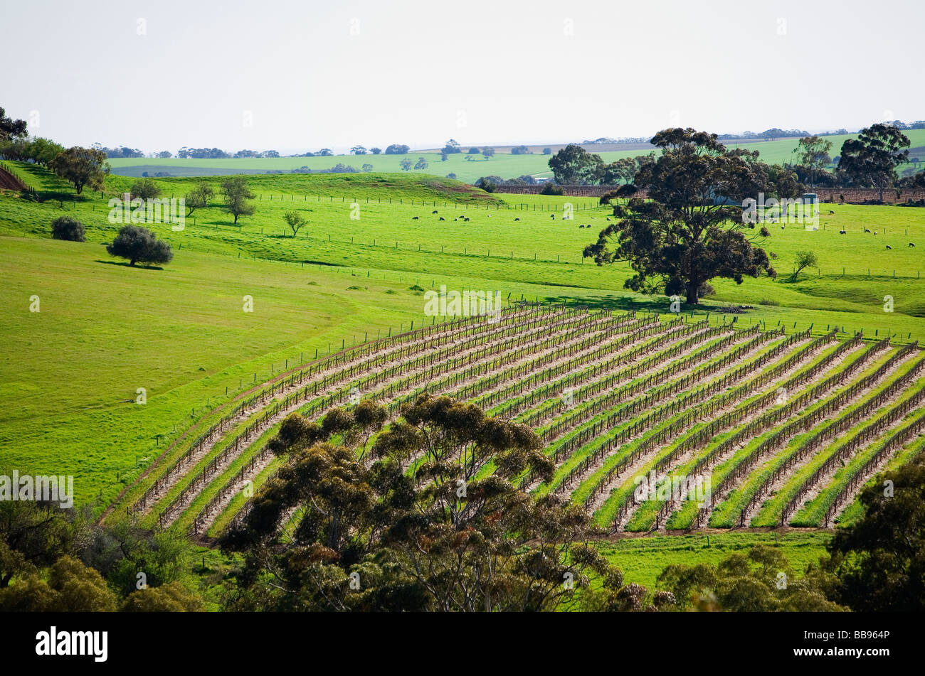 Reihen von Weinreben in der berühmten Weinregion des Barossa Valley, South Australia, AUSTRALIA Stockfoto