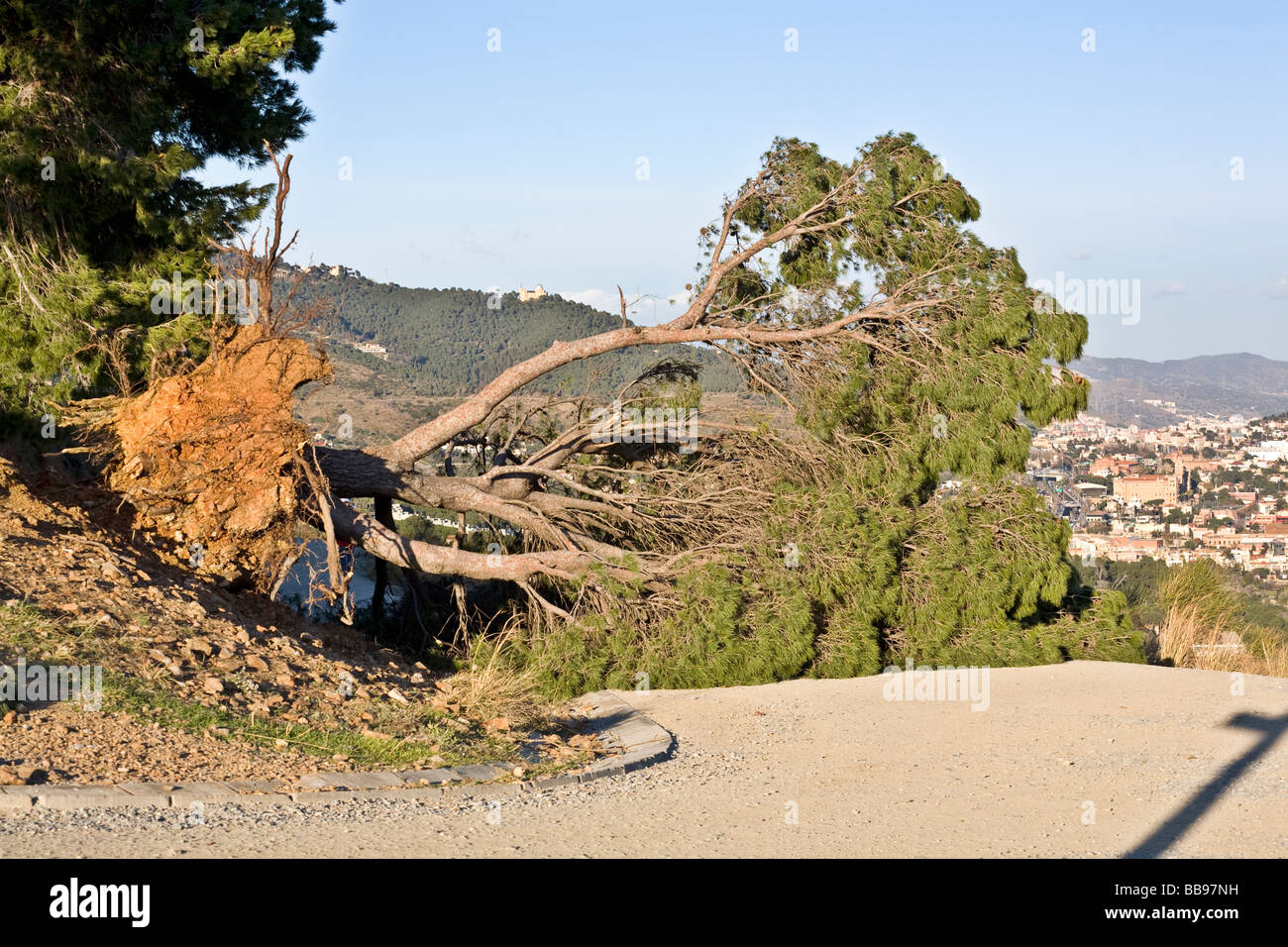 umgestürzten Baum im Les Aigues Straße Stockfoto