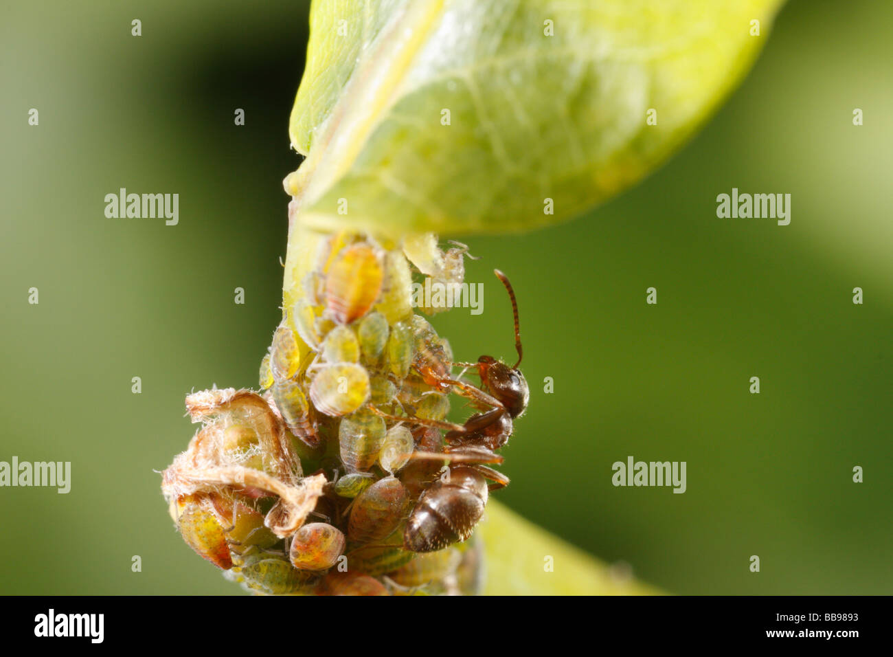 Ameise Melken Blattläuse. Die Ameise ist eine schwarze Garten Ameise Lasius Niger. Stockfoto