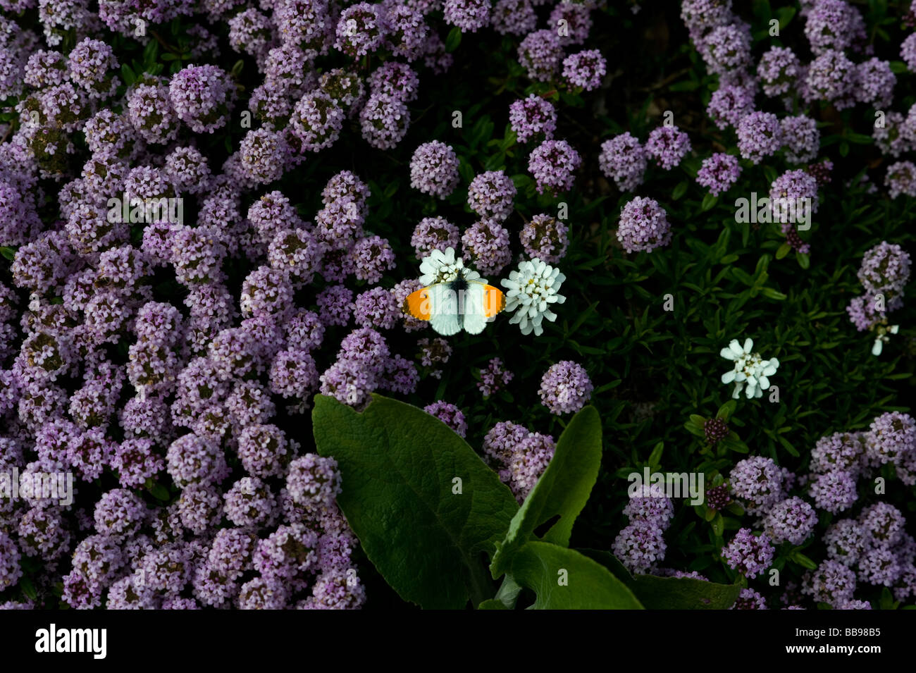 Beth Chatto Gardens Elmstead Markt in der Nähe von Colchester Essex Orange Spitze Schmetterling Anthocharis cardamines Stockfoto