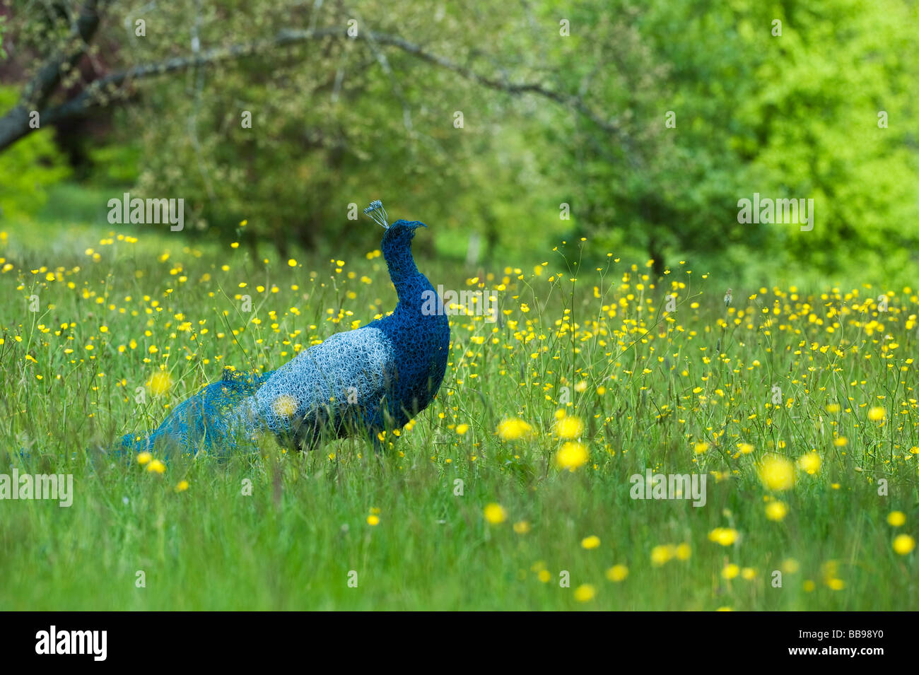 Hähnchen Draht peacock Skulptur an Sir Harold Hillier Gardens, Romsey Hampshire. Großbritannien Stockfoto