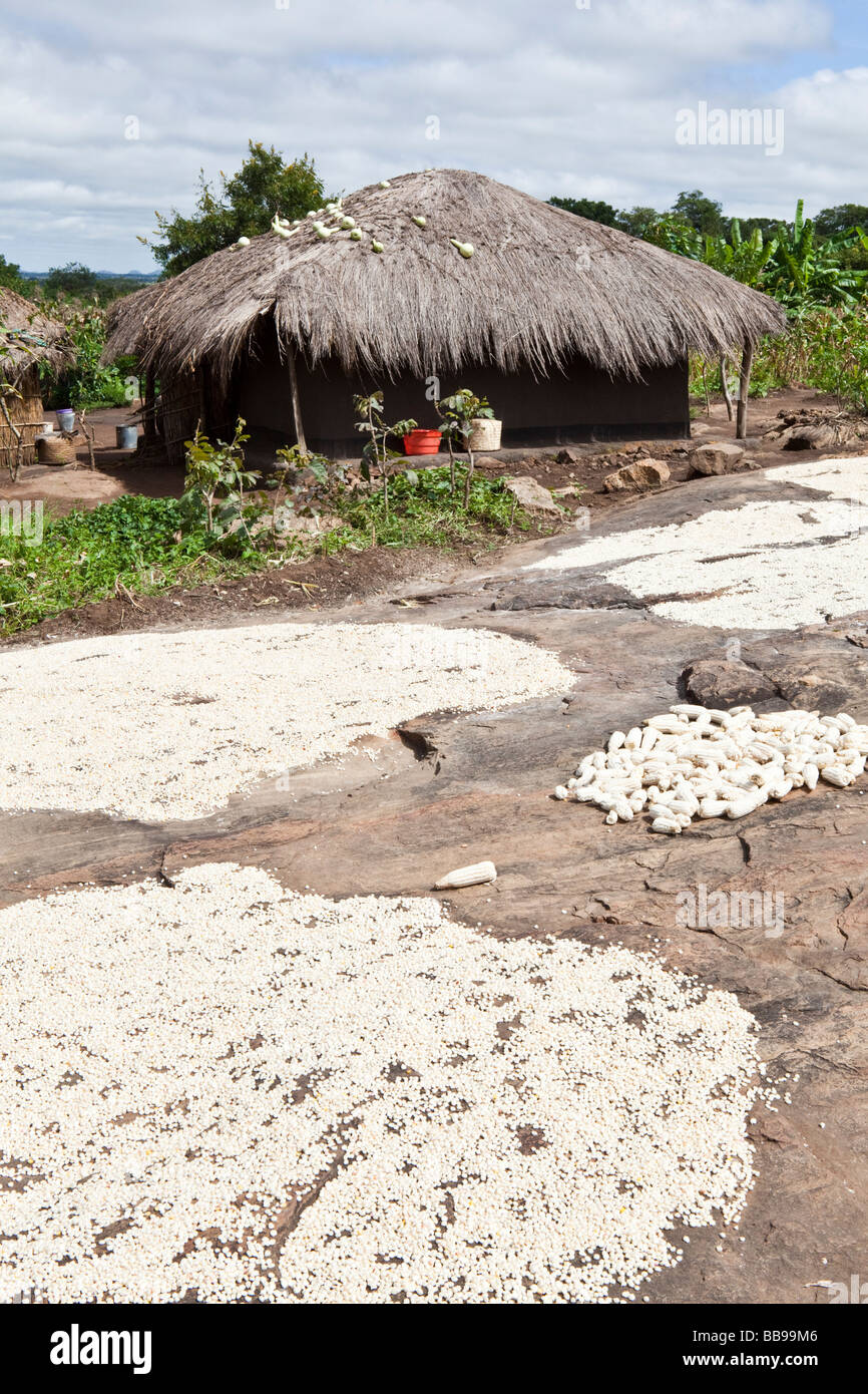 Mais ausgebreitet zum Trocknen in die Sonne in das Dorf Nyombe, Malawi, Afrika Stockfoto