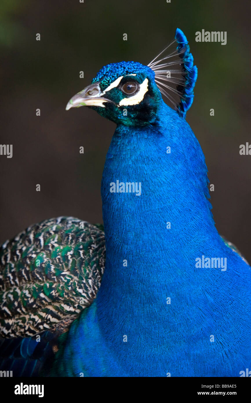 Indische blaue Pfau im Los Angeles County Arboretum und Botanischer Garten in Arcadia, Kalifornien USA Stockfoto