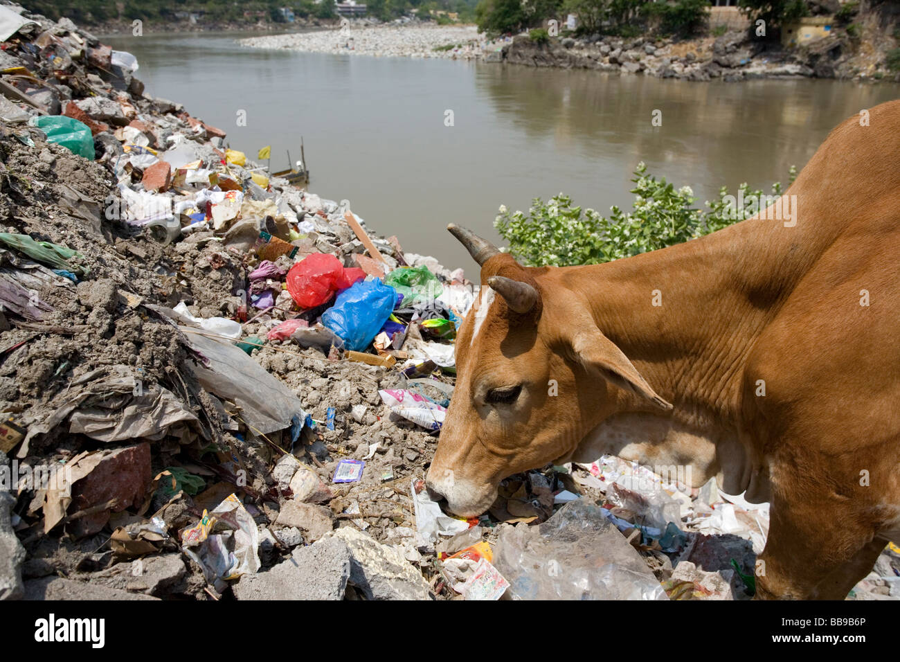 Kuh, Müll zu essen. Ganges-Fluss. Rishikesh. Uttarakhand. Indien Stockfoto