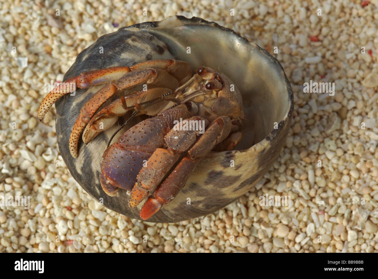 Land Einsiedlerkrebs - Coenobyte sp. Stockfoto