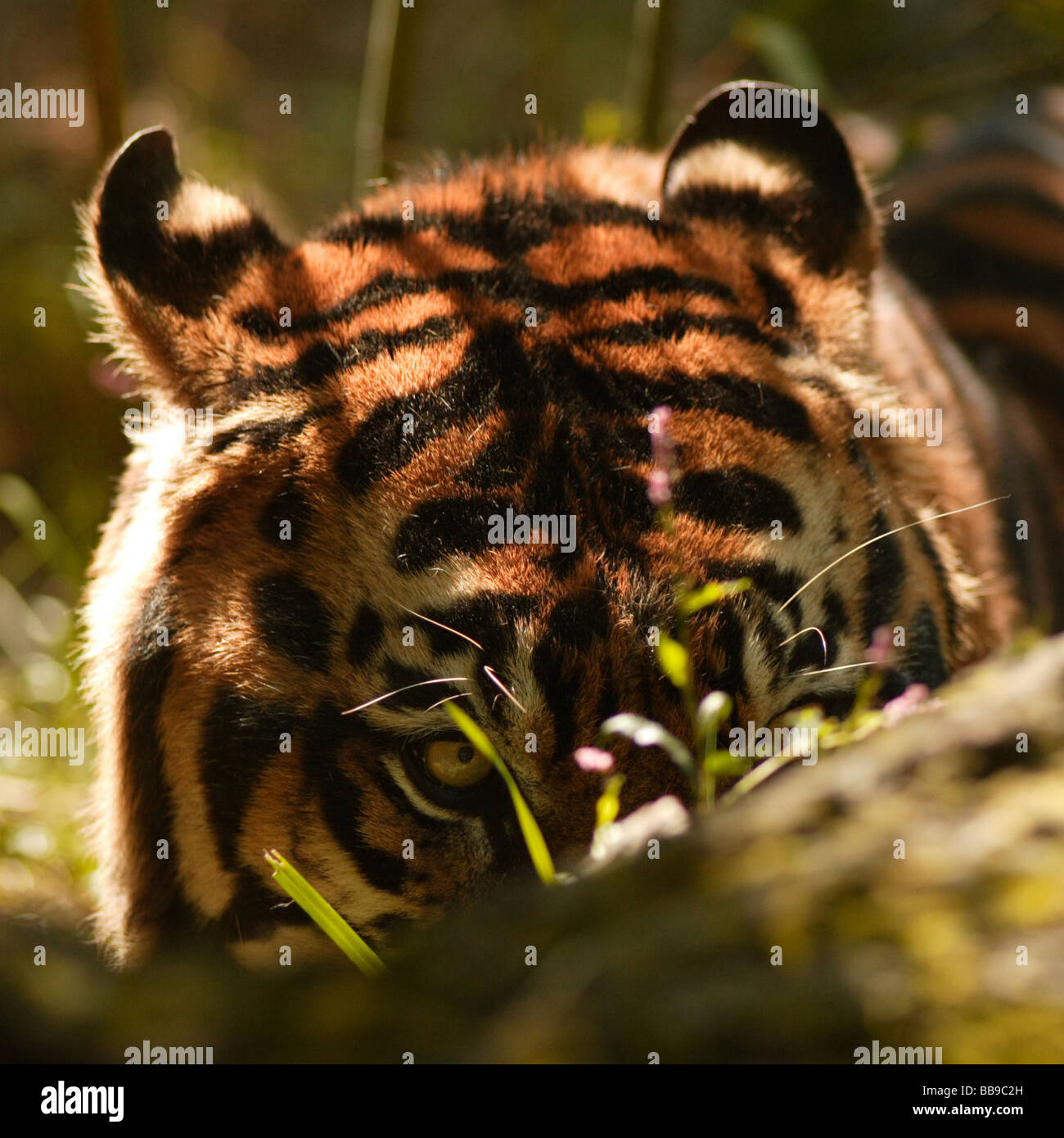 Tiger-Portrait Stockfoto