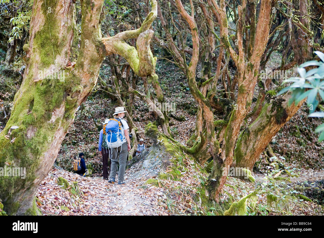 Wanderer im Rhododendron Wald in der Nähe von Ghandruk in der Annapurna-region Stockfoto