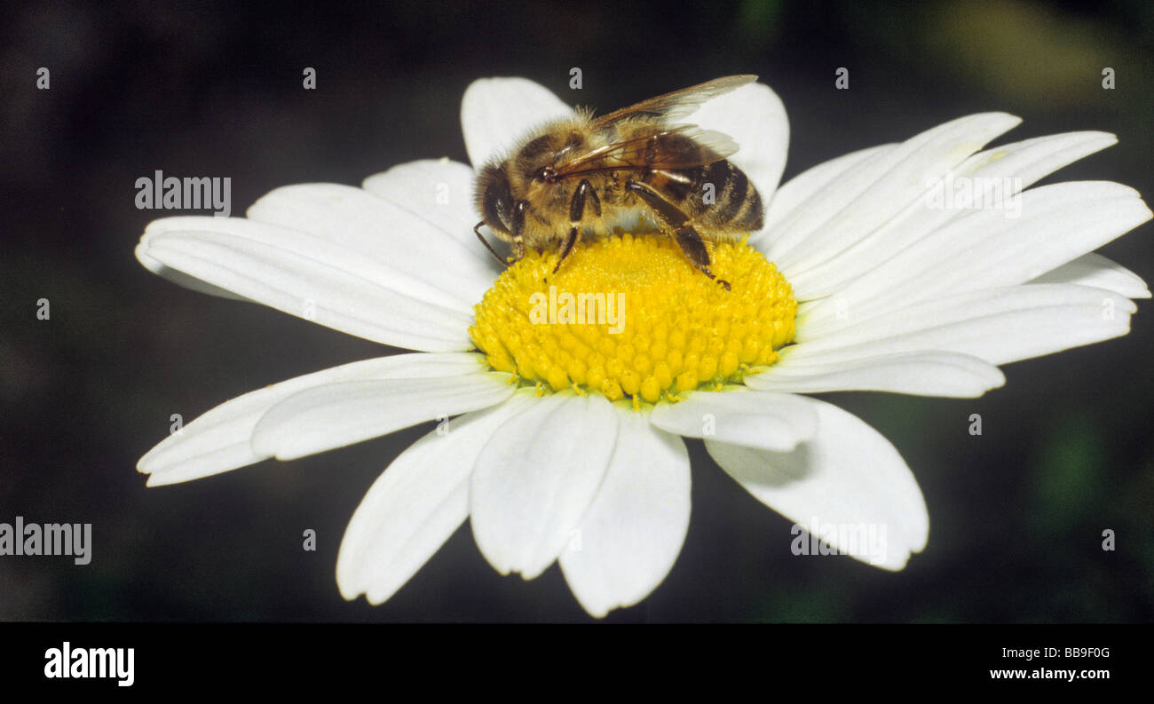 Honigbiene Apis mellifica Stockfoto