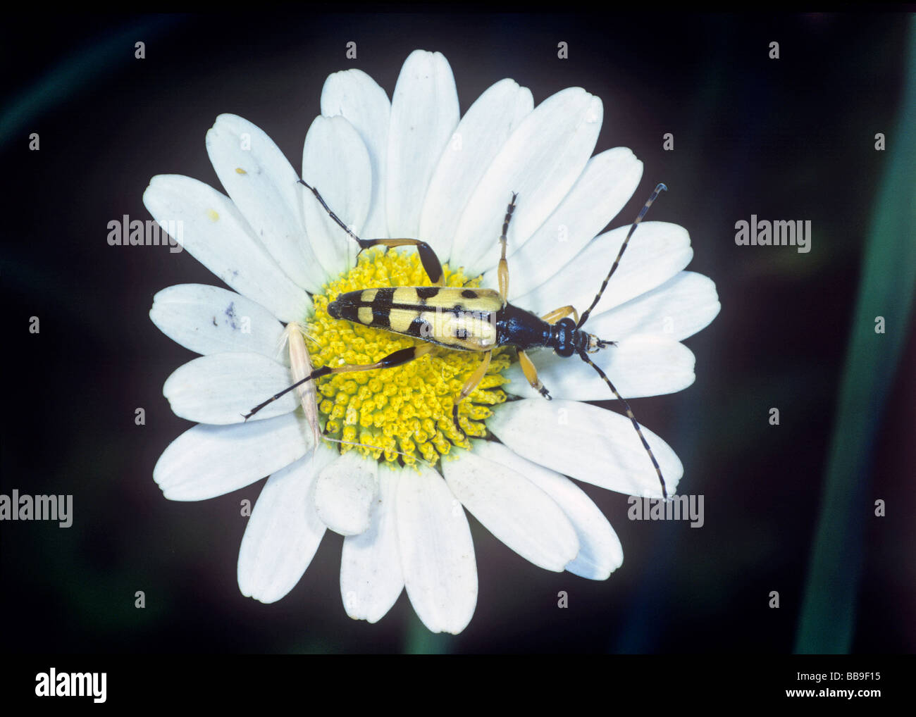 Porträt des gefleckten Longhorn Beetle Rutpela Maculata Deutschland Stockfoto