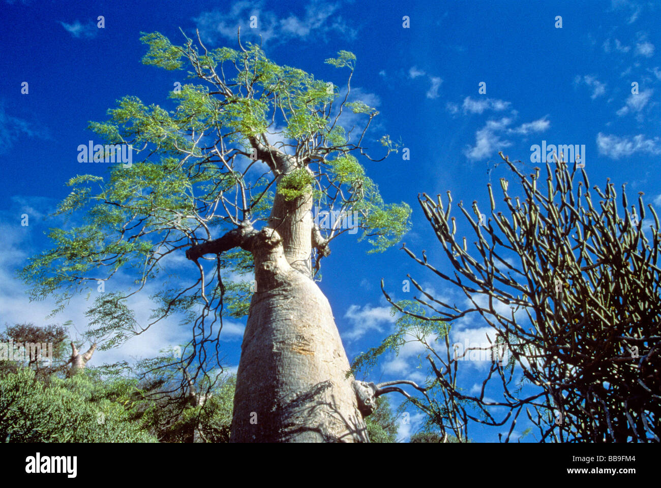 Moringa Baum in der Nähe von Dorf von Tulear Madagaskar Stockfoto