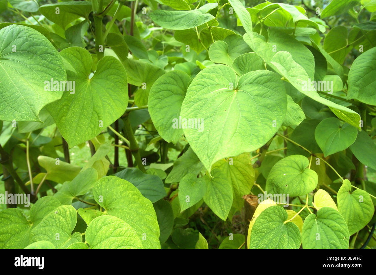 Kava-Pflanze (Piper Methysticum), die Wurzel von denen traditionell in der pazifischen Region als Rauschmittel verwendet wird Stockfoto