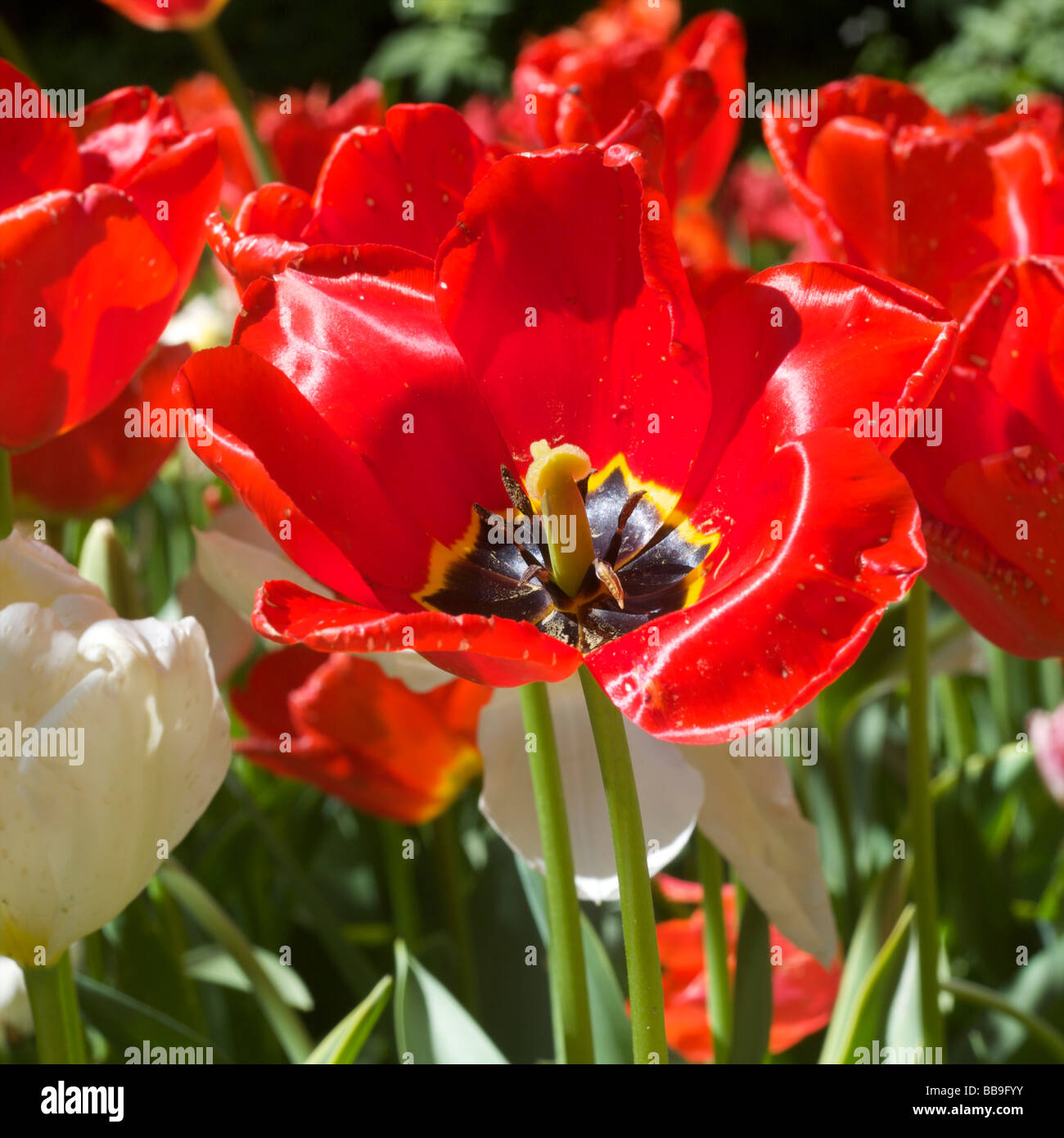 Italien pralormo Messer tulipano Tulipa rot/ Stockfoto
