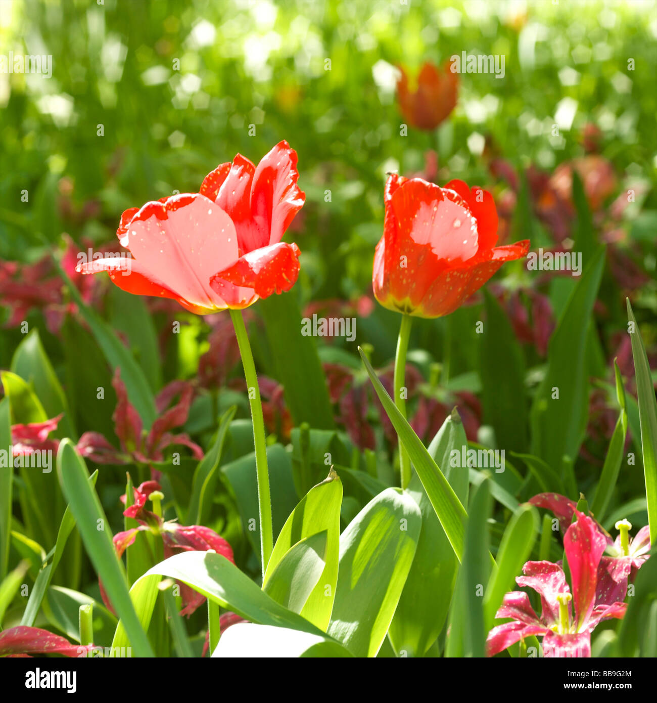 Italien pralormo Messer tulipano Tulipa rot/ Stockfoto