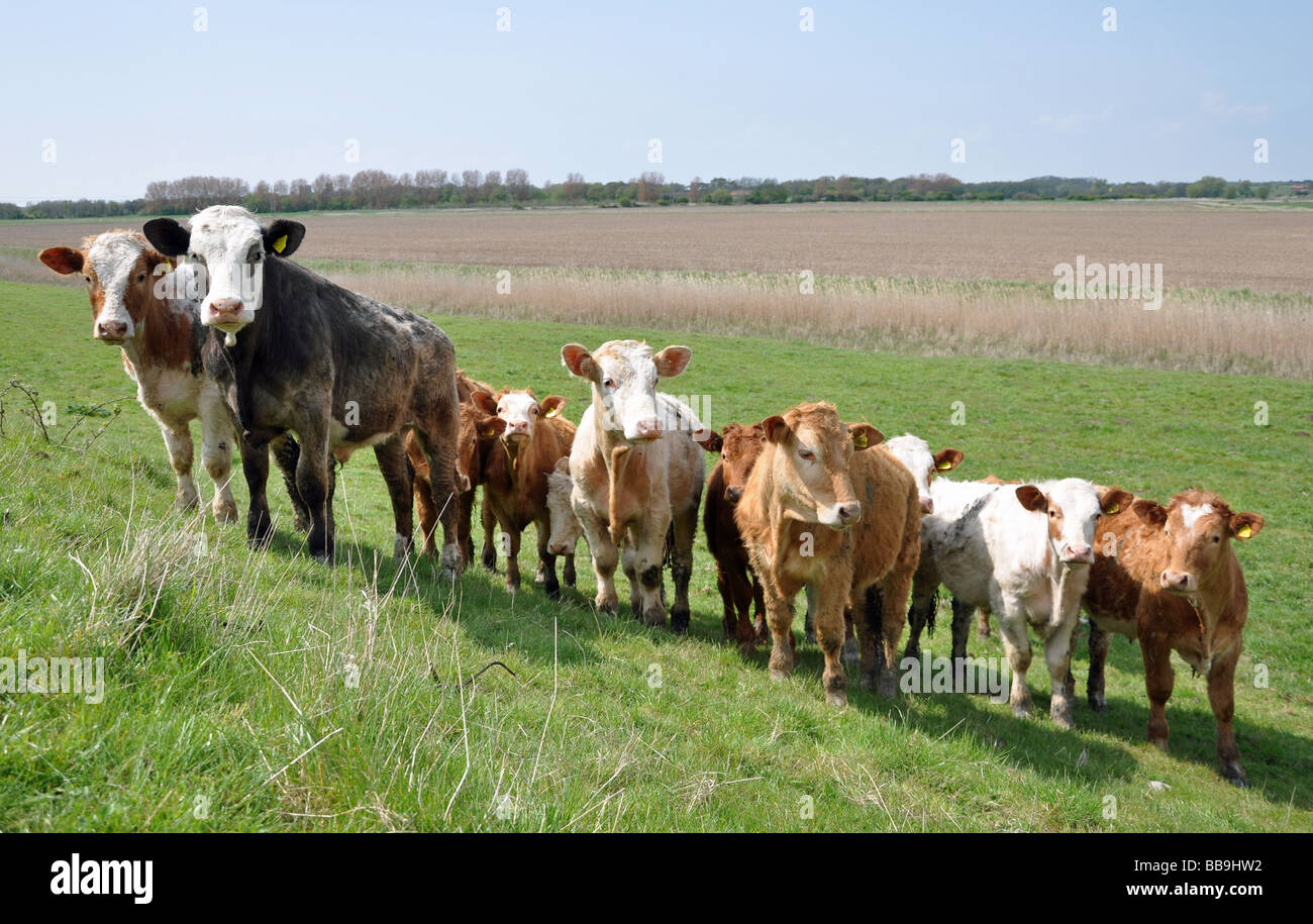 Eine neugierige Herde Kühe neben dem Fluss Erz in Orford, Suffolk, England Stockfoto