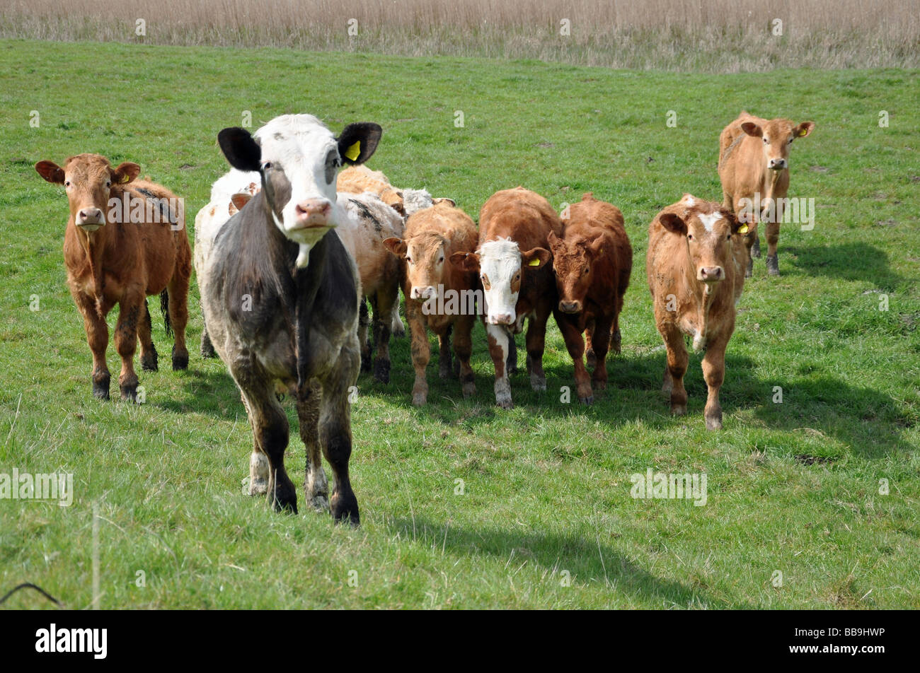 Eine neugierige Herde Kühe neben dem Fluss Erz in Orford, Suffolk, England Stockfoto