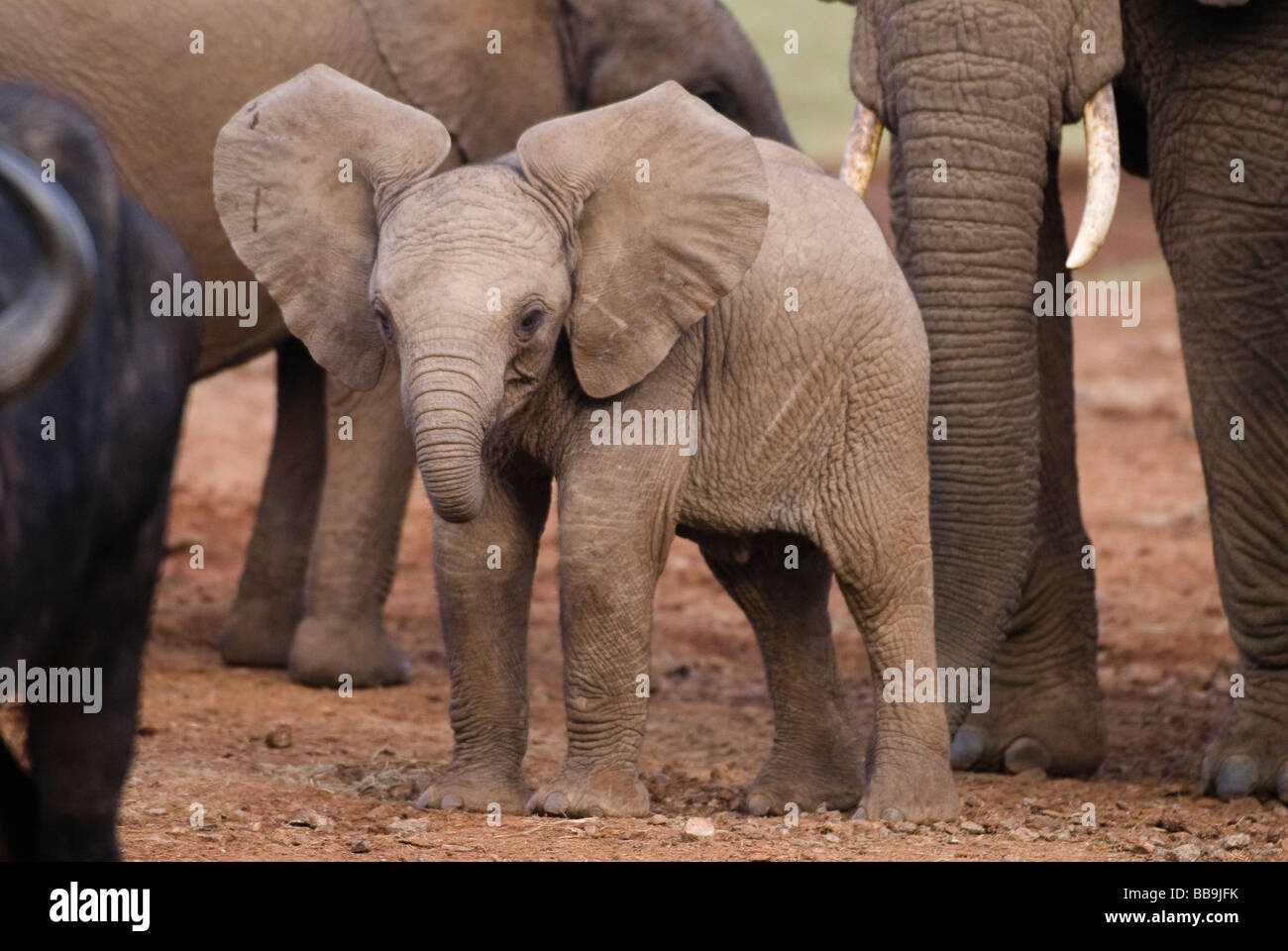 junge afrikanische Elefanten Baby Loxodonta Africana THE ARK ABERDARE Nationalpark Kenia in Ostafrika Stockfoto
