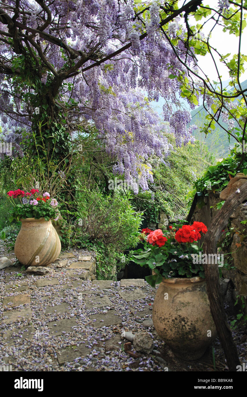Wisteria Frühling in voller Blüte in einem Garten in The Mountain Village von Marie Sur Tinée in den Alpes-Maritimes, Frankreich Stockfoto