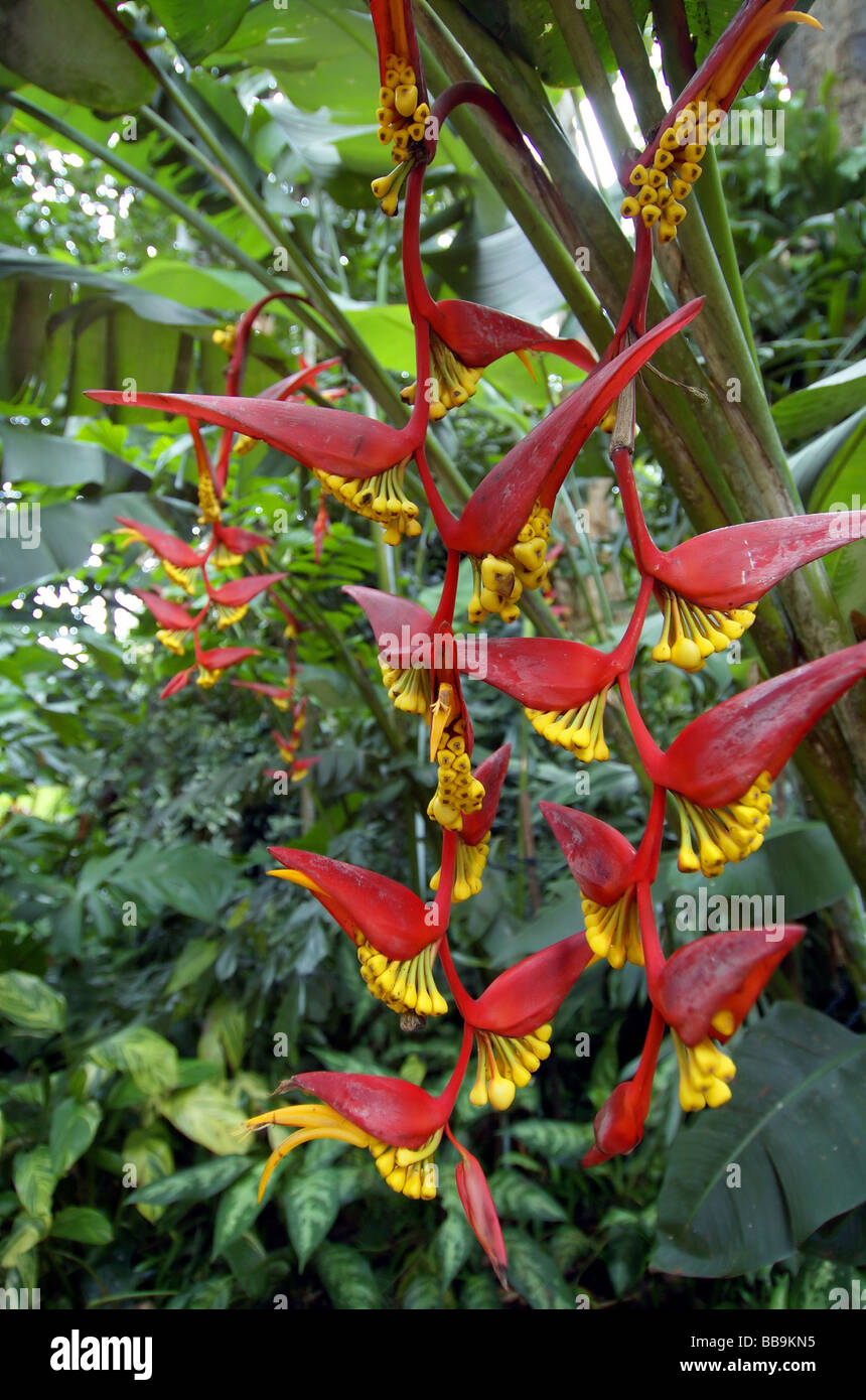 Beeindruckende Blütenstände der Heliconia Collinsiana eine tropische Pflanze, die ursprünglich aus Mittelamerika Stockfoto