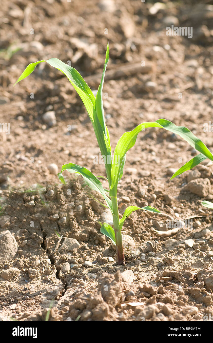 Mit Mais kultiviertes Feld Stockfoto