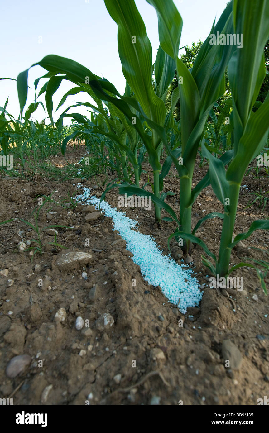 Mit Mais kultiviertes Feld Stockfoto