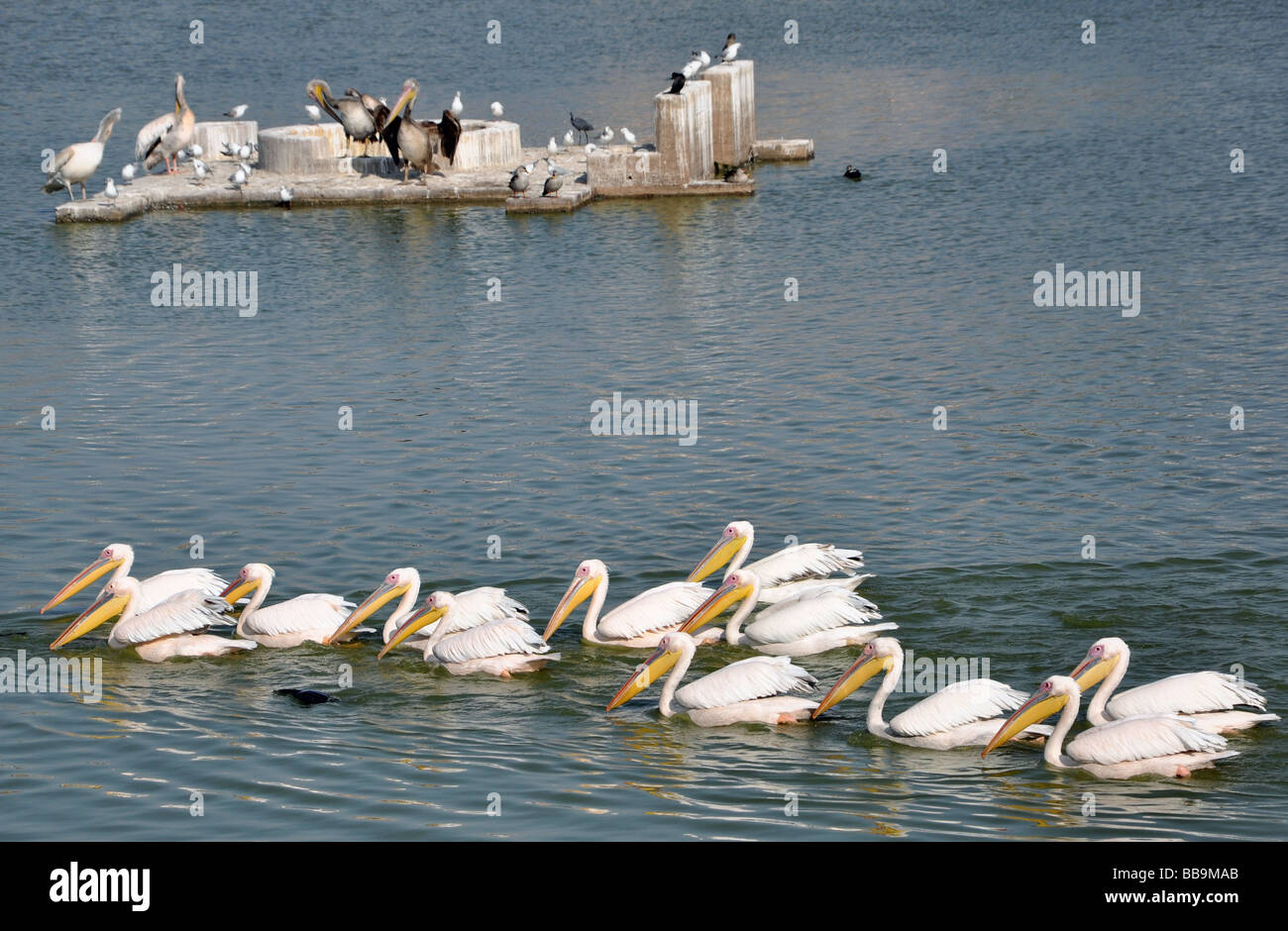Die Pelikane, die Wasser Vögel Mandvi Stockfoto