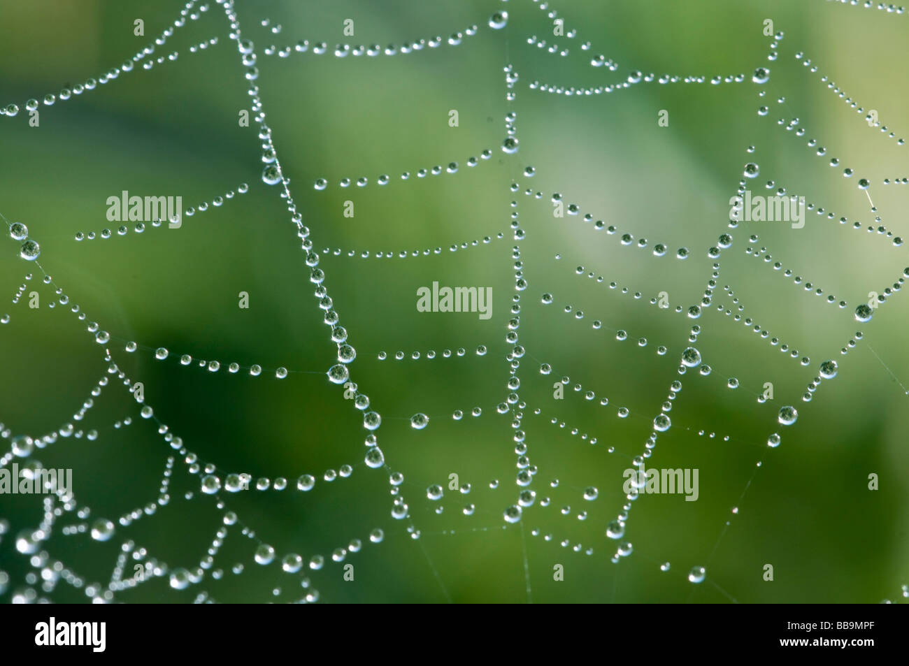 Tautropfen eines Spinnennetzes Stockfoto