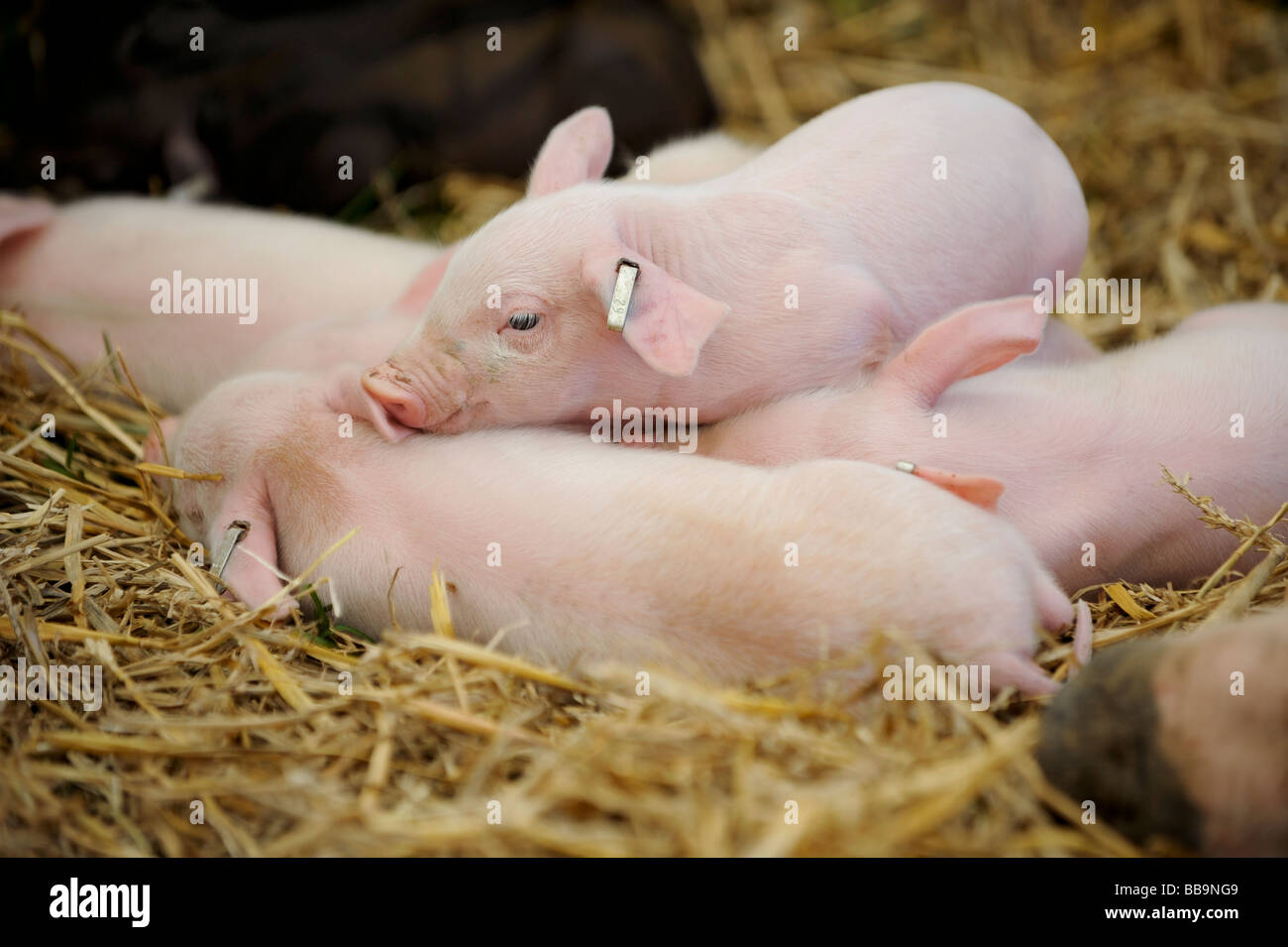 Young Duroc Ferkel auf einem Bauernhof Sussex in England. Bild von Jim Holden Stockfoto
