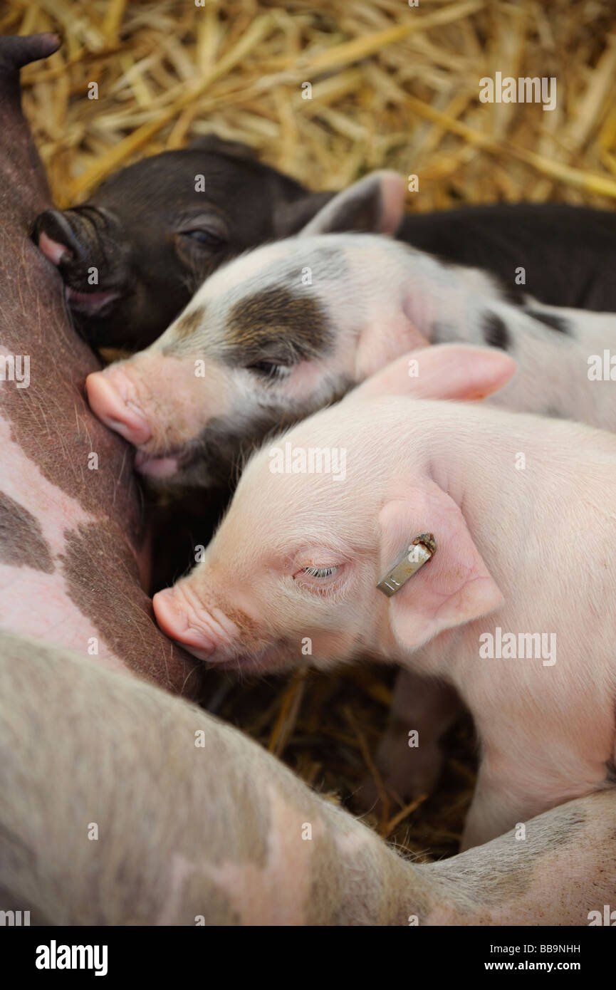 Young Duroc Ferkel auf einem Bauernhof Sussex in England. Bild von Jim Holden. Stockfoto