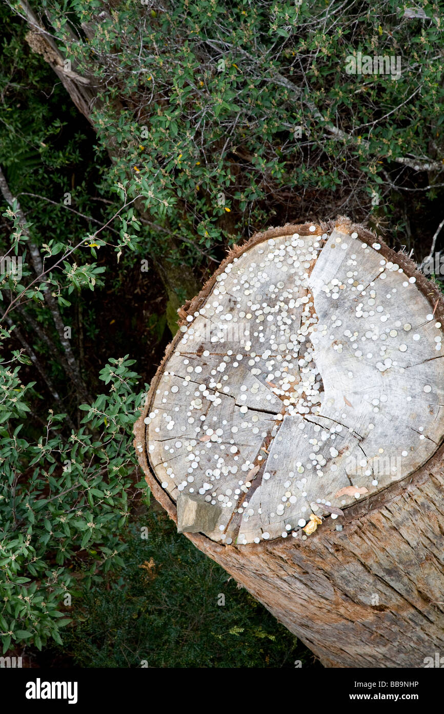 Ein "Wunschbrunnen" Baum, gesehen von der Tahune Forest Airwalk, Tasmanien, Australien Stockfoto