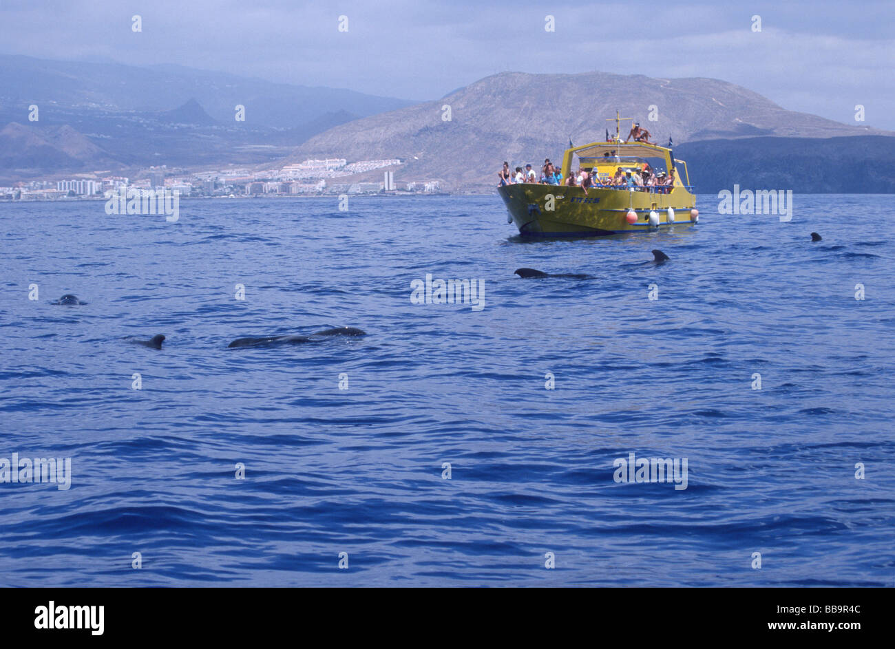 Whale watching Schiff mit Wal-Beobachter während einer Begegnung mit wild kurz-Grindwale, Teneriffa Stockfoto