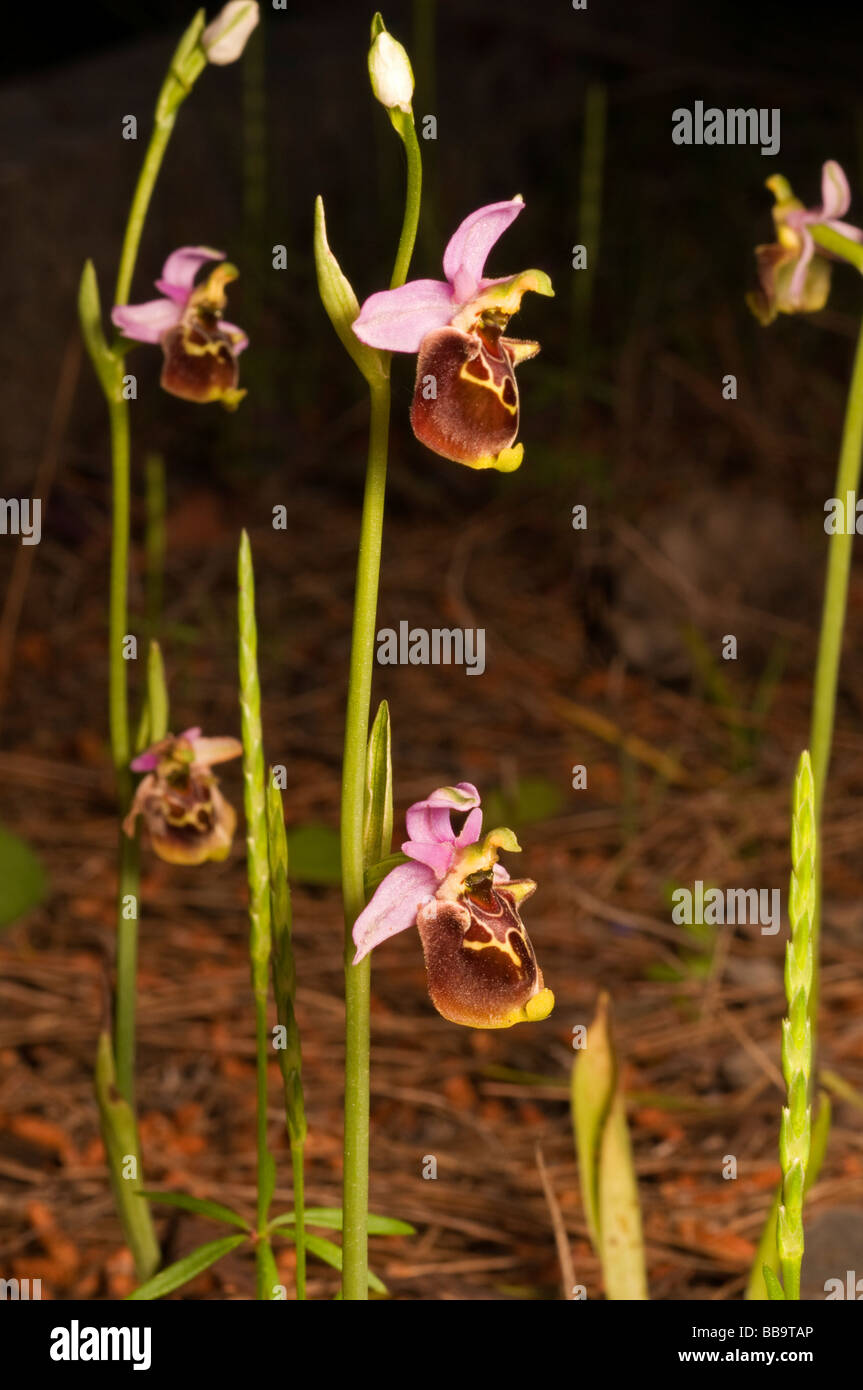 Biene-Orchideen, Ophrys Lyciensis, Kas Türkei April 2009 Stockfoto