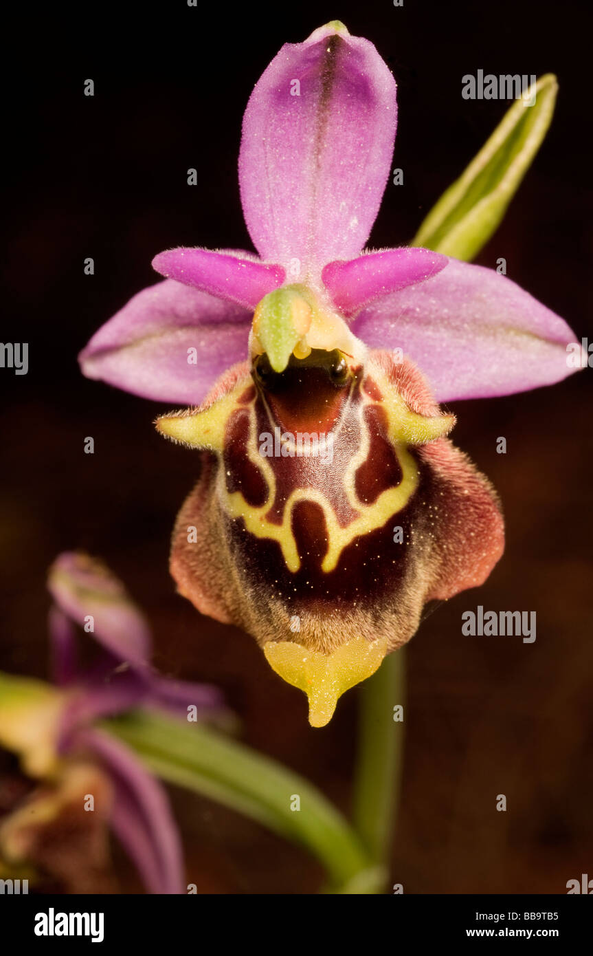 Biene-Orchideen, Ophrys Lyciensis, Kas Türkei April 2009 Stockfoto