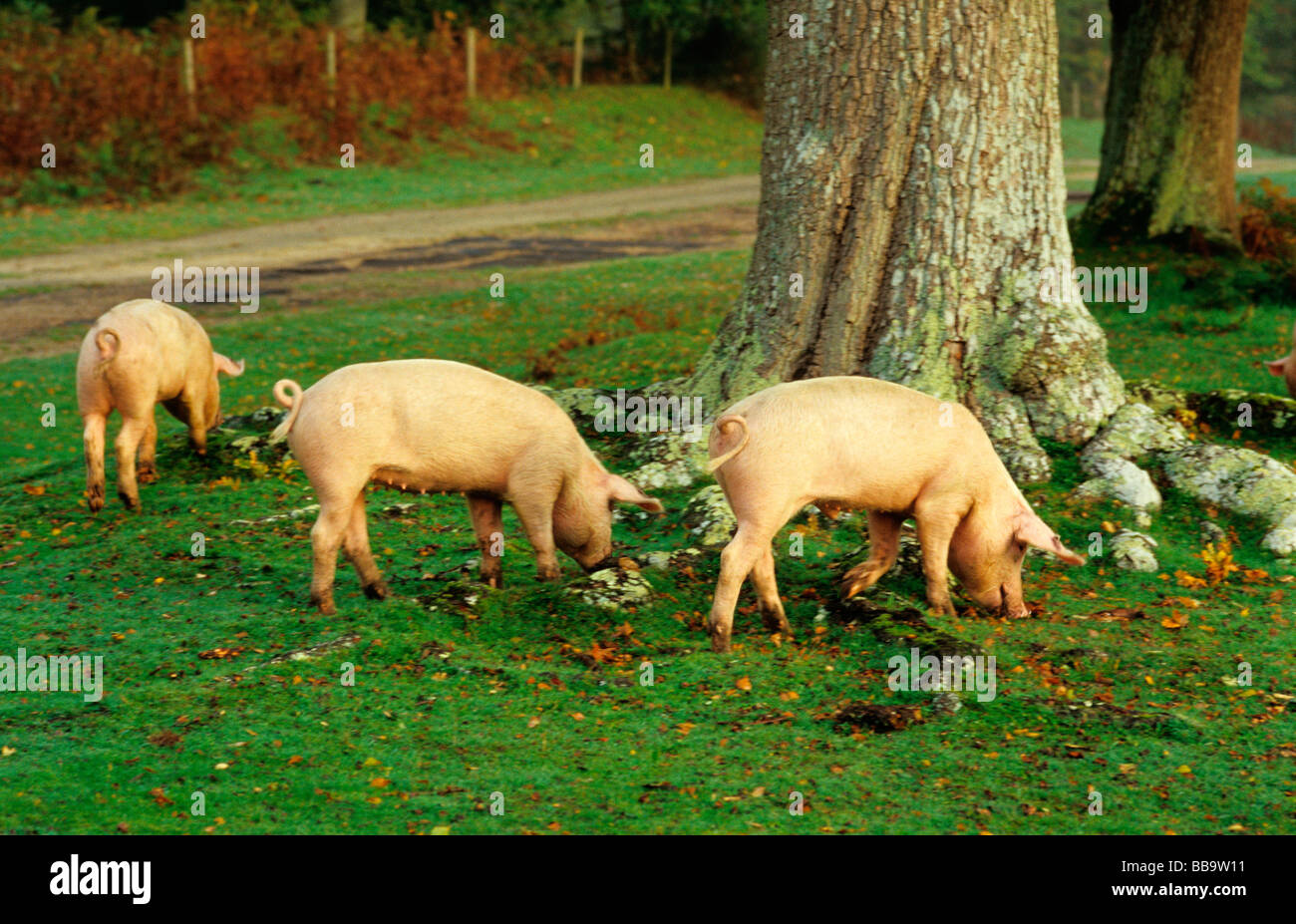 Schweine suchen nach Eicheln im New Forest Hampshire England Großbritannien Stockfoto