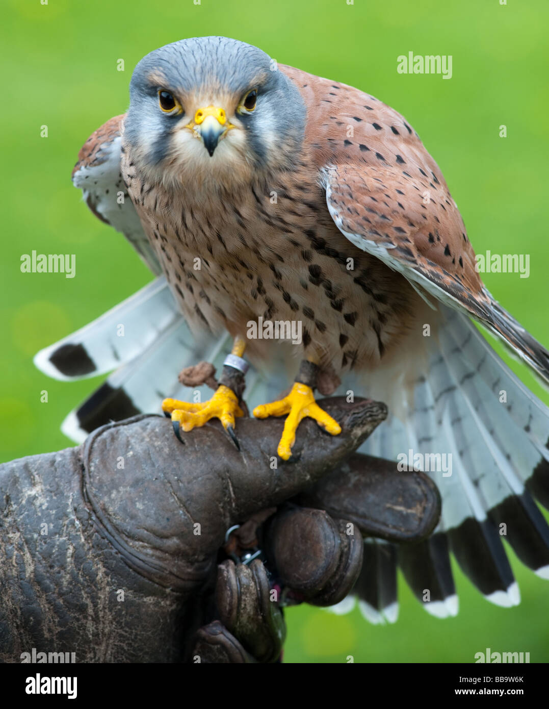 Falcon-Anzeige in Linlithgow Palace, Schottland Stockfoto