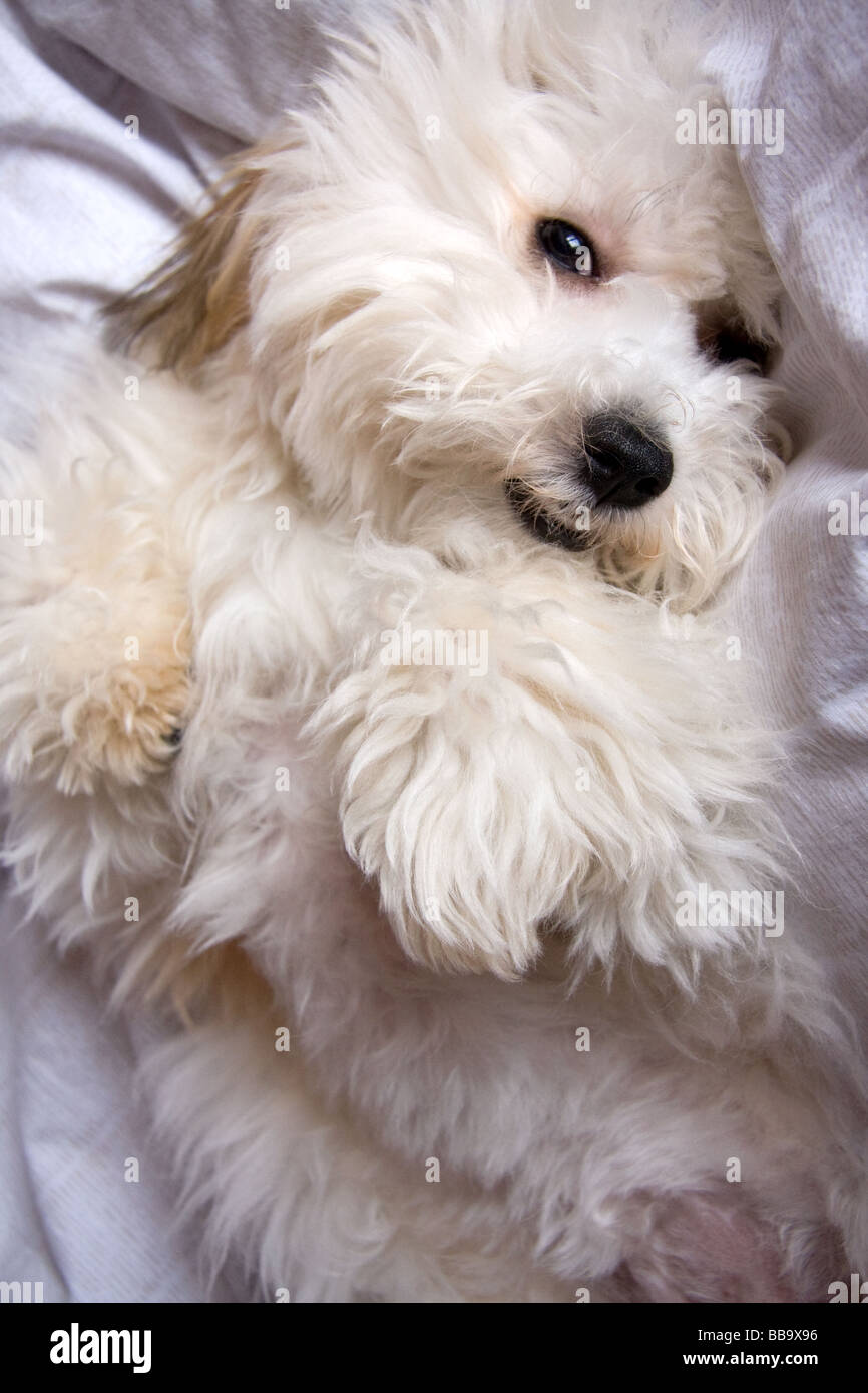 Entzückende Welpen Hund Stockfoto