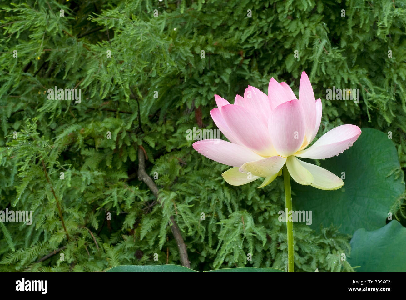 Heilige Lotus Nelumbo Nucifera, Nelumbonaceae, Landriana Gärten, Tor S. Lorenzo, Rom, Italien Stockfoto