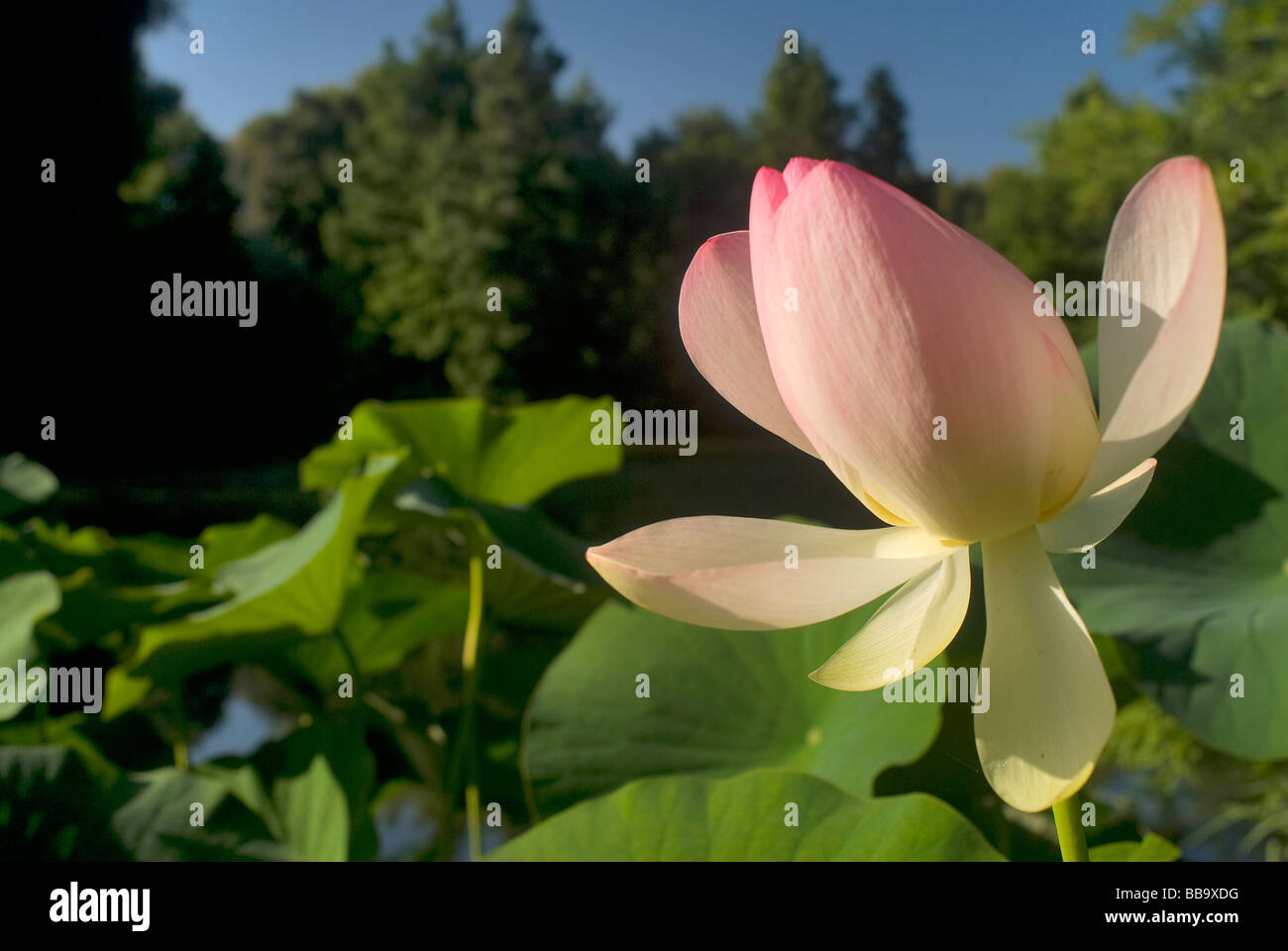 Heilige Lotus Nelumbo Nucifera, Nelumbonaceae, Landriana Gärten, Tor S. Lorenzo, Rom, Italien Stockfoto