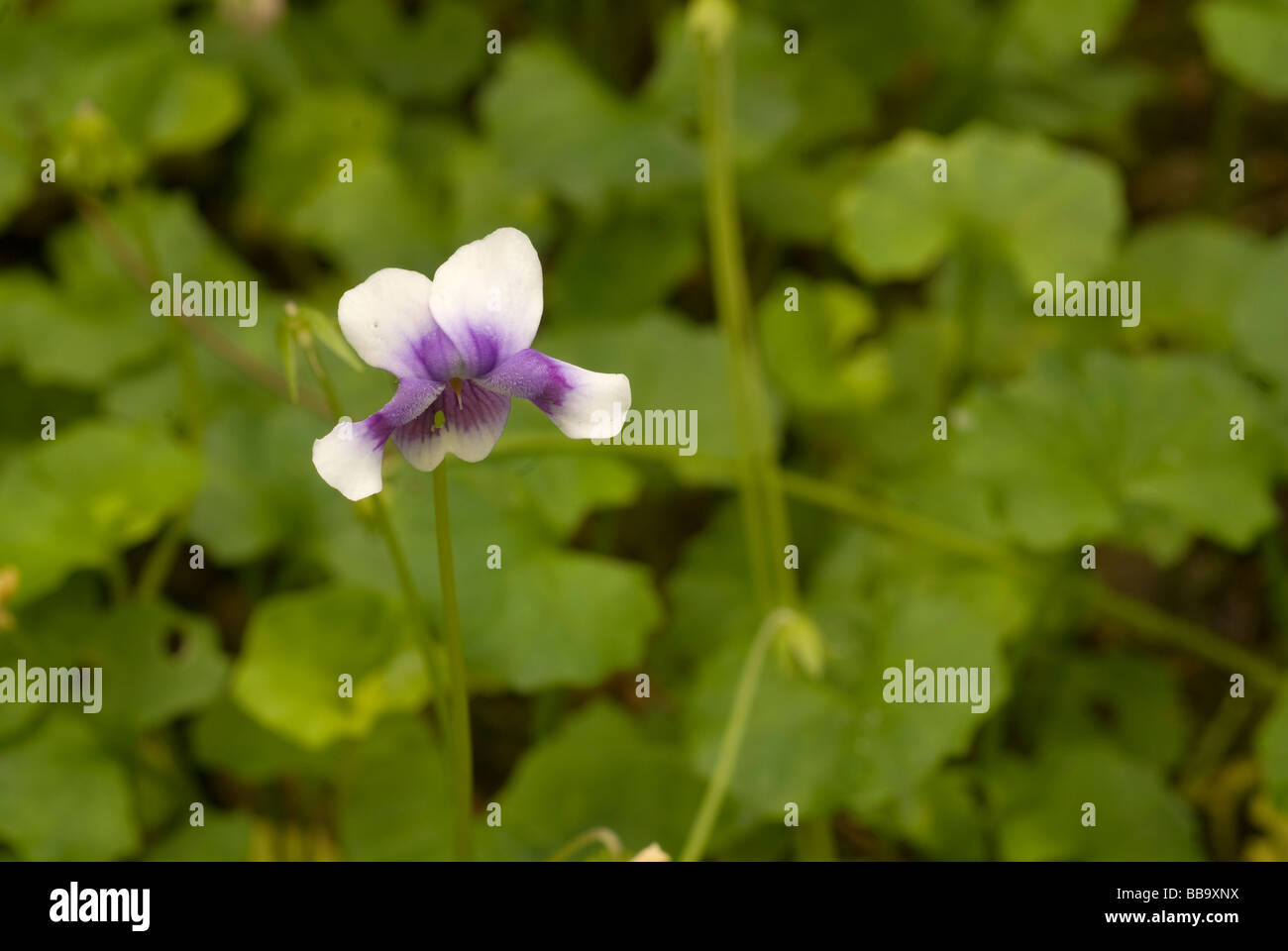 Australisches Veilchen Viola Hederacea, Violaceae, Landrian Gärten, Tor S. Lorenzo, Rom, Italien Stockfoto