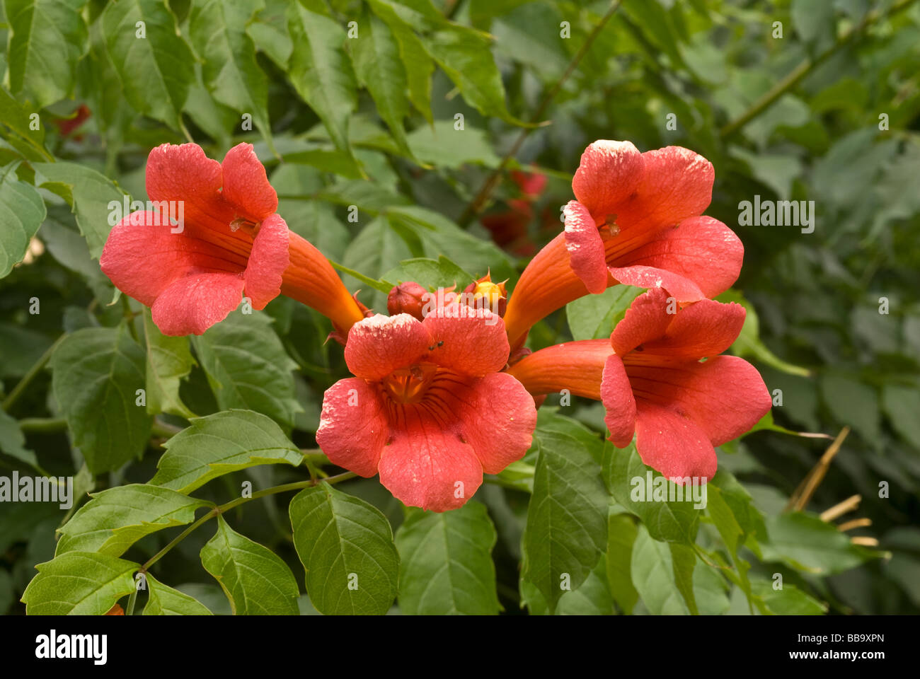 Trumpet Vine Campsis Radicans, Begoniaceae Stockfoto