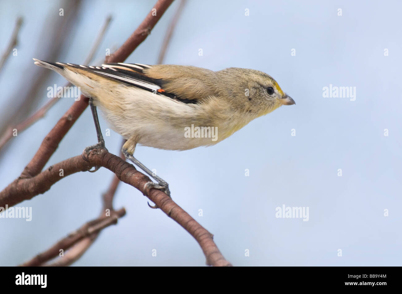 Gekerbten Tasmanpanthervogel "Pardalotus Striatus" Stockfoto