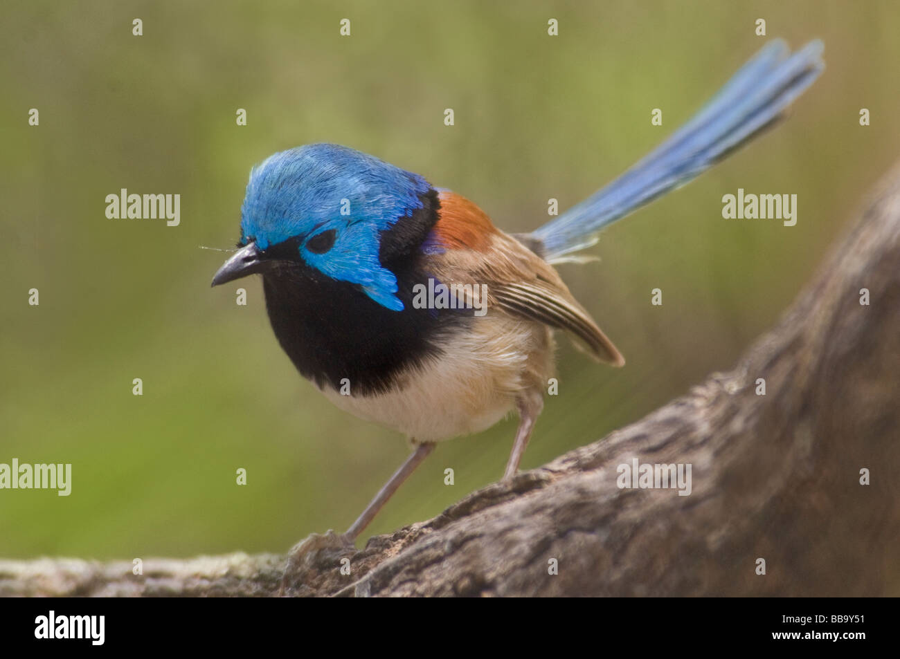 Schöne Märchen-Wren, "Malurus Amabilis" Stockfoto