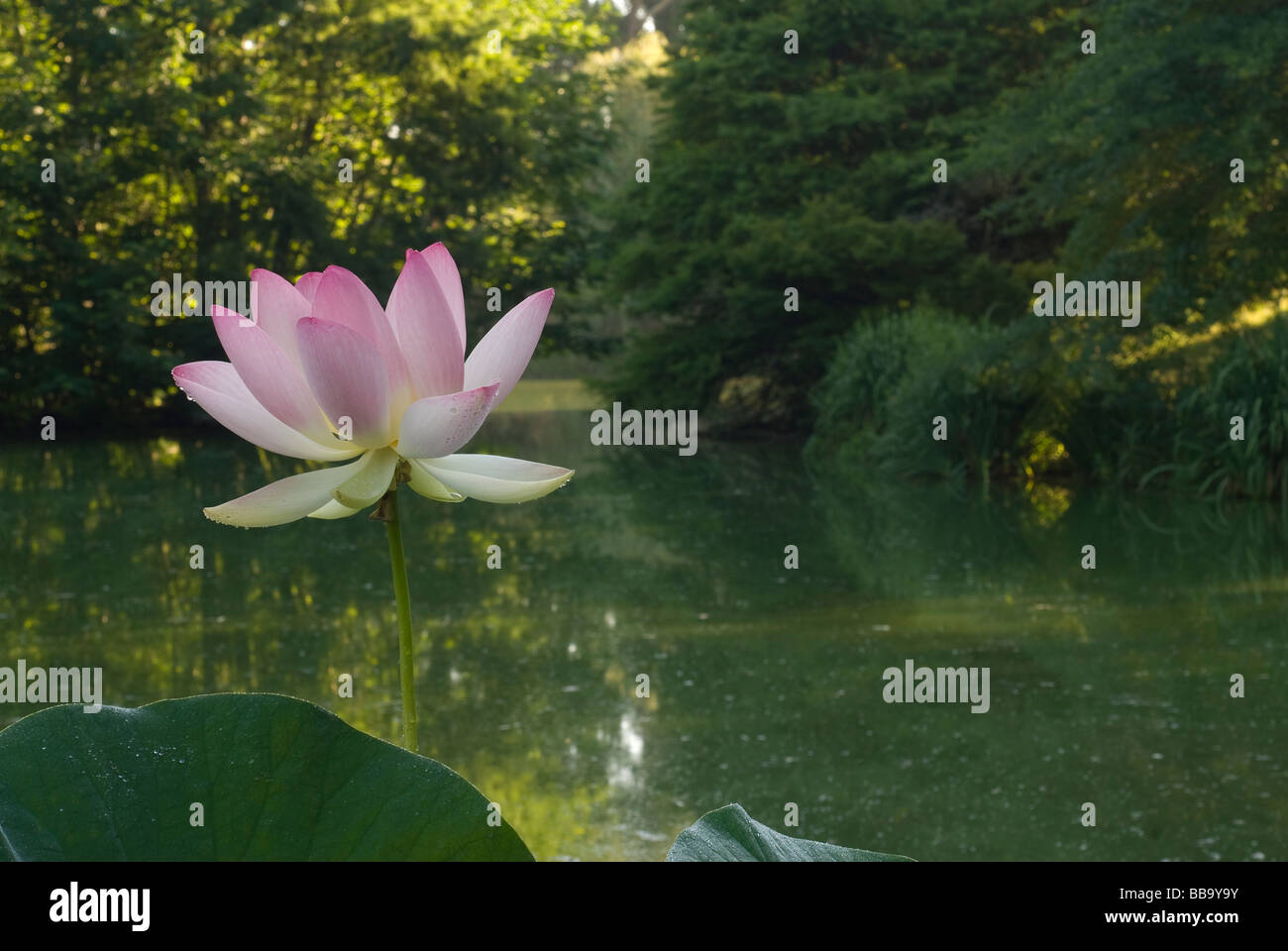 Heilige Lotus Nelumbo Nucifera, Nelumbonaceae, Landriana Gärten, Tor S. Lorenzo, Rom, Italien Stockfoto