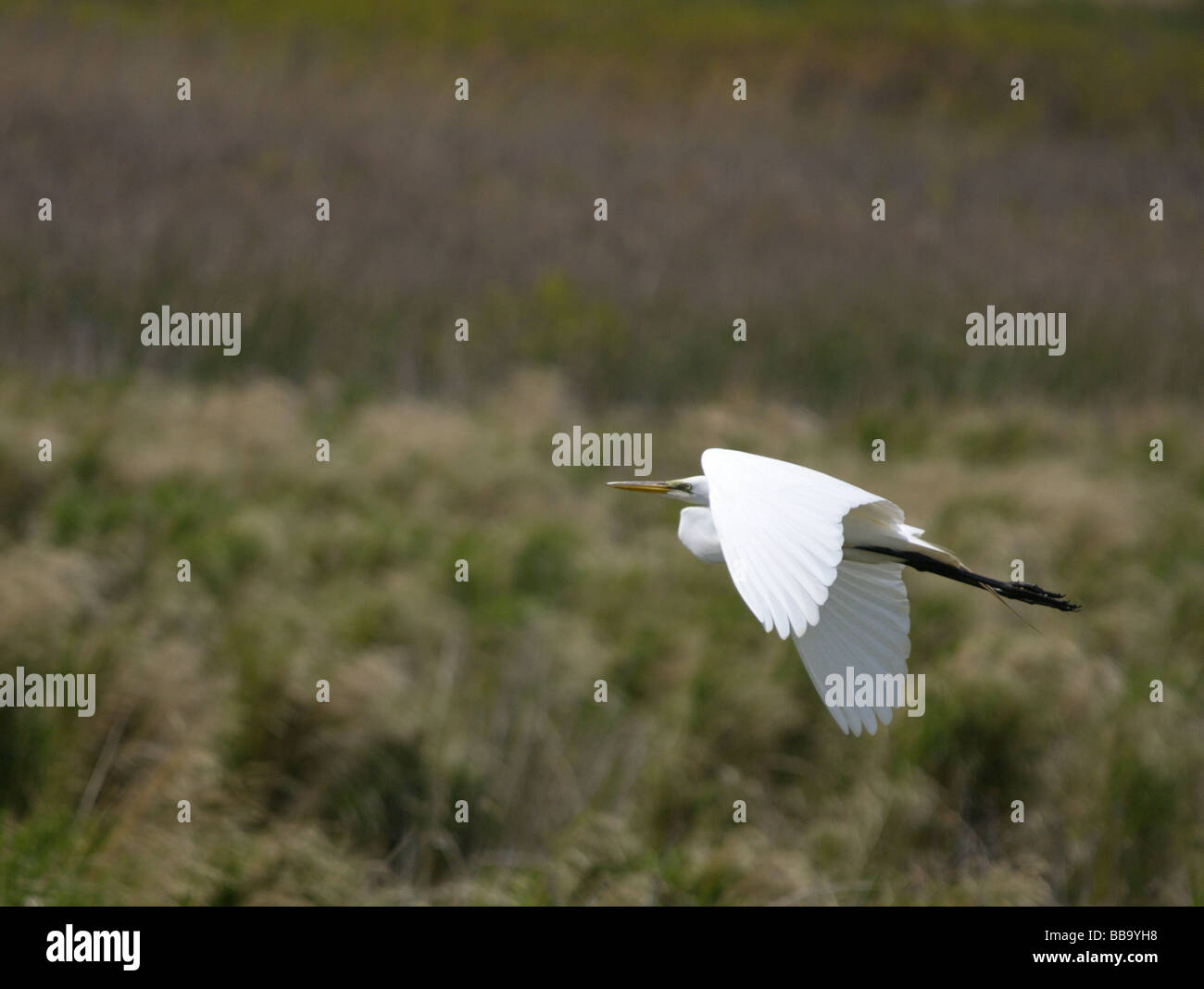 Eine große Silberreiher (Ardea Alba) fliegt über der Marsch, Hinweis die S Form unverwechselbar für diese Art von Heron Hals. Stockfoto