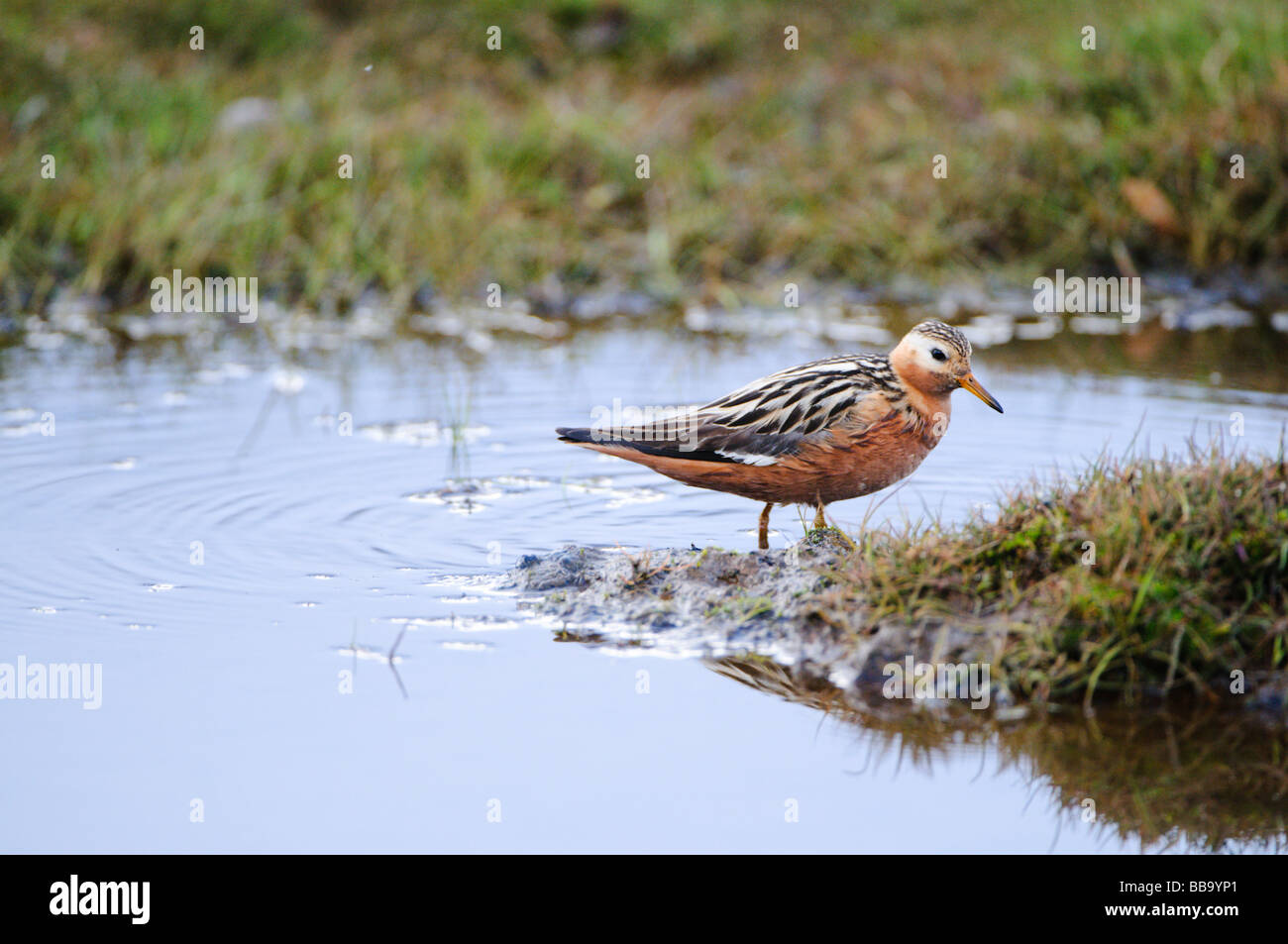 Rotes Phalarope Longyearbyen Spitzbergen Stockfoto