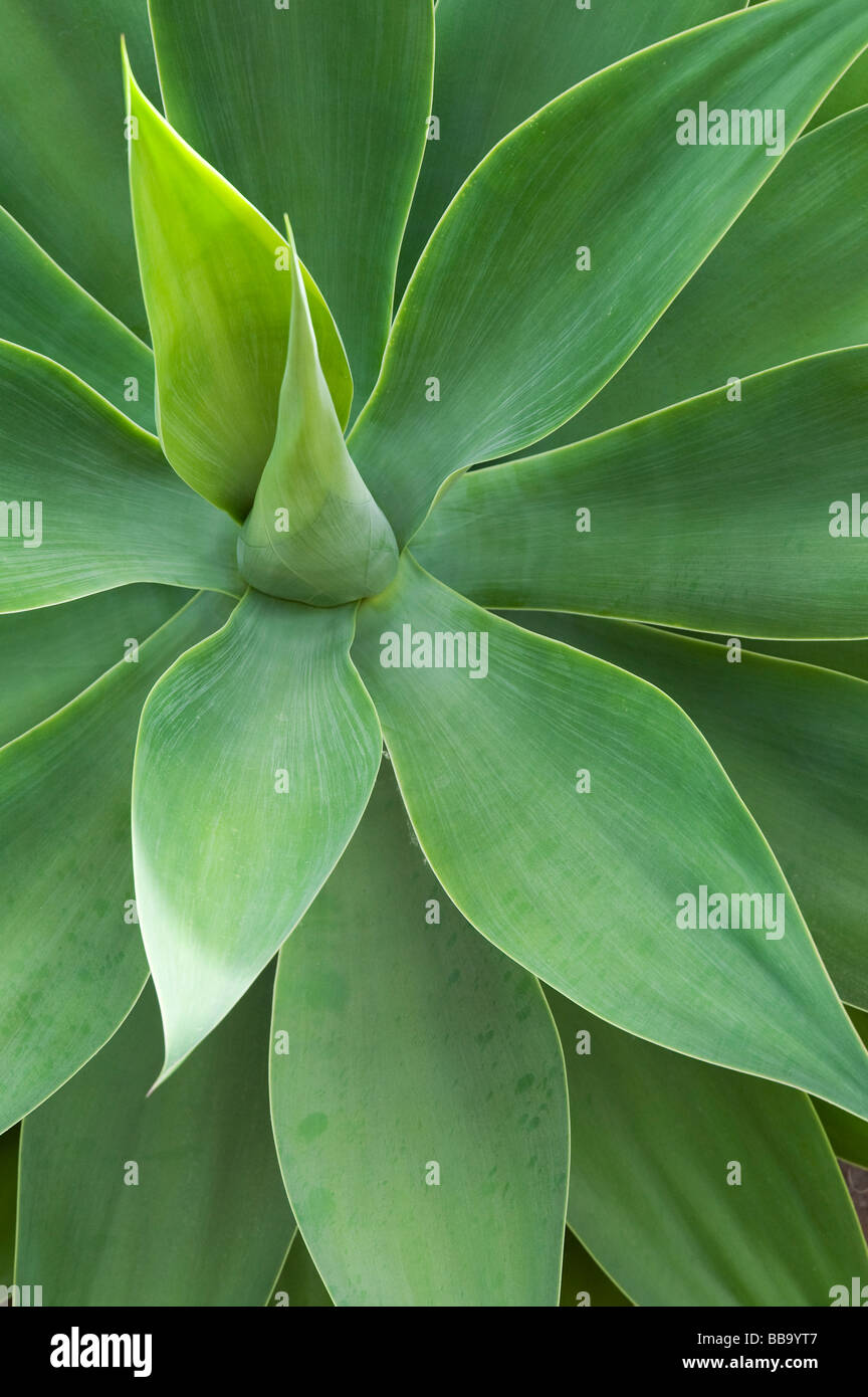 Agave Attenuata. Foxtail agave Stockfoto