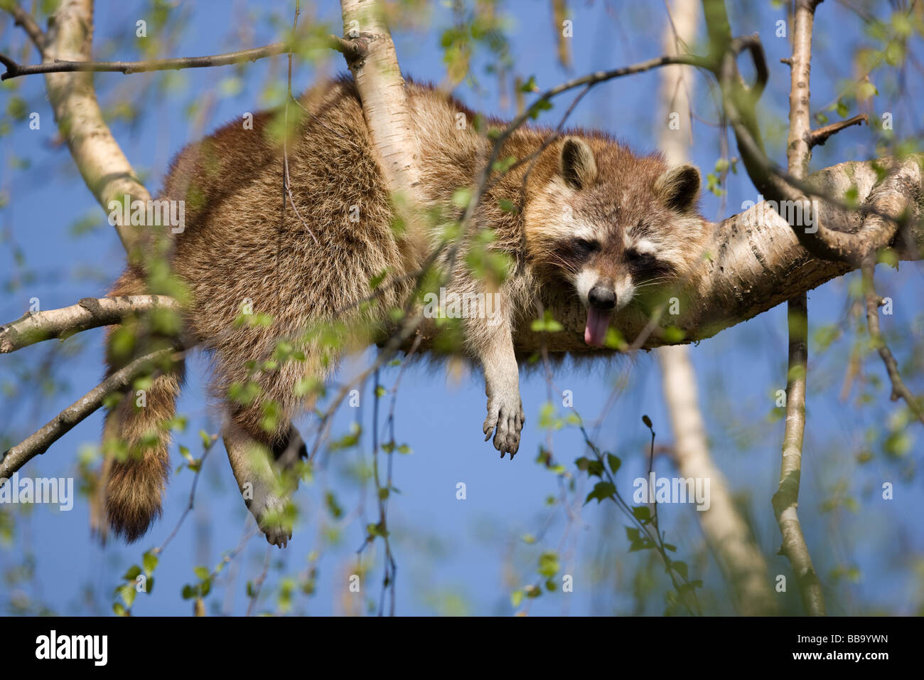 Gemeinsame Entspannung in einer Birke - Procyon Lotor Waschbären Stockfoto